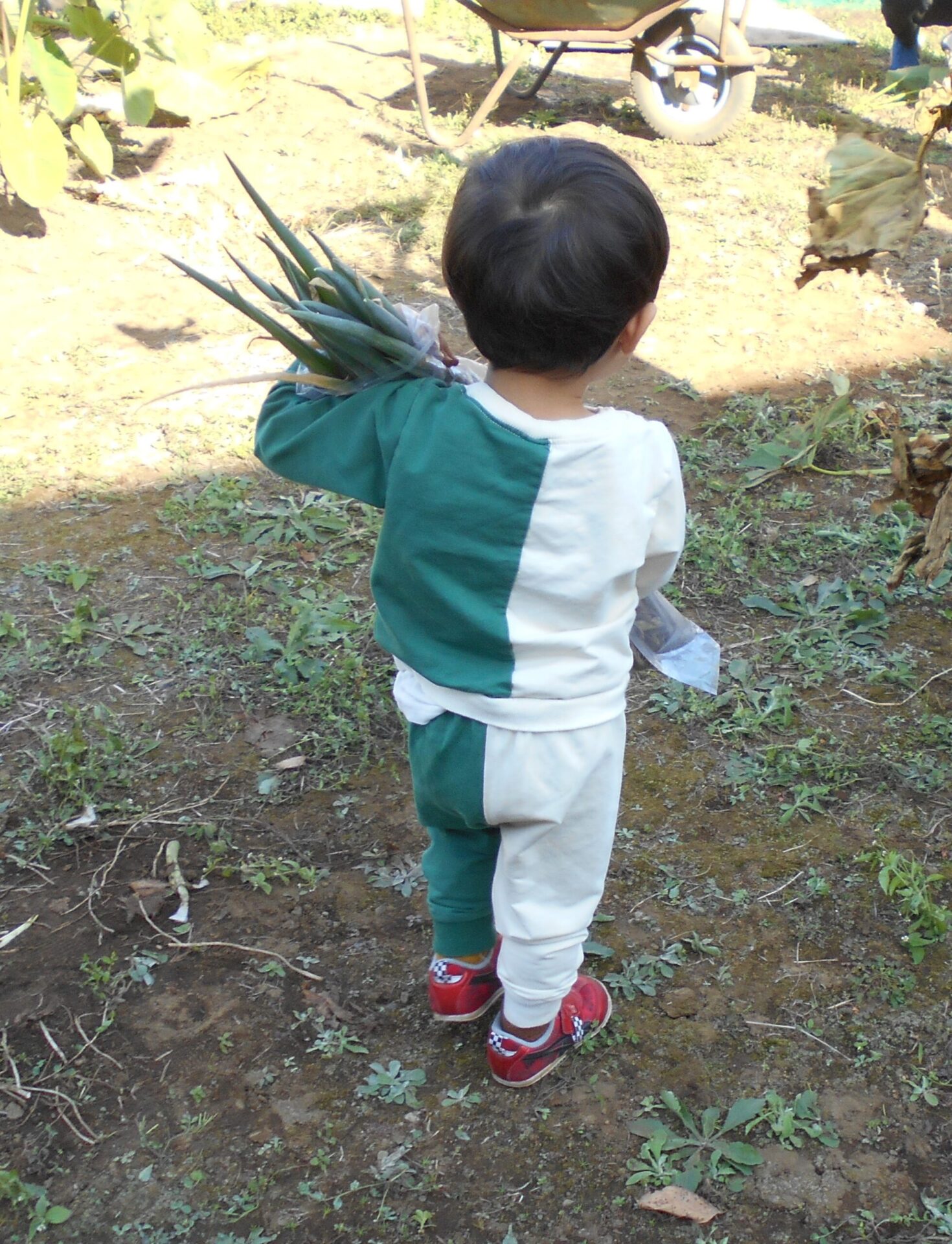 楽しかった収穫体験♪