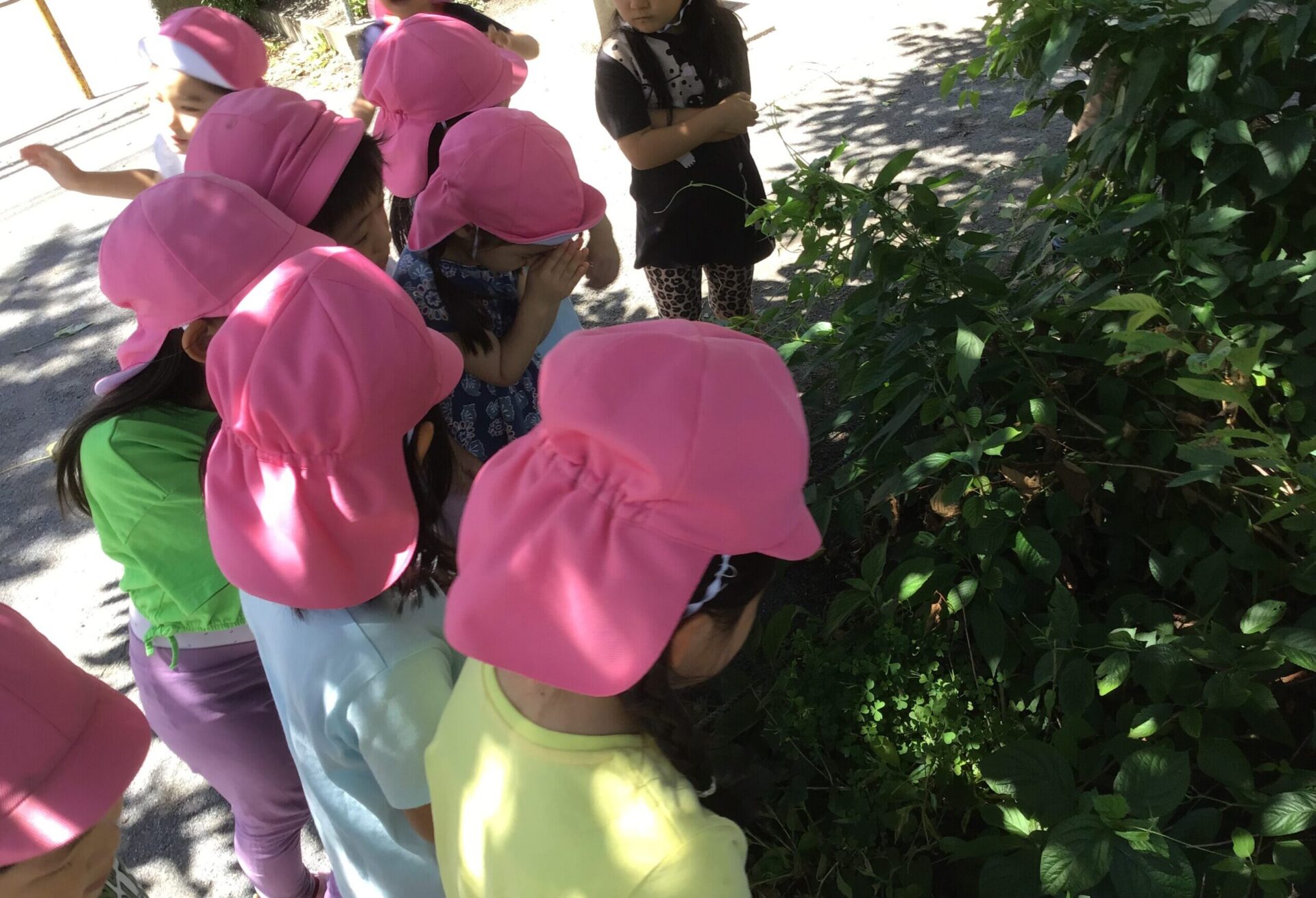 他園交流「カブトムシの幼虫をもらったよ」「いのちってなんだろう…」