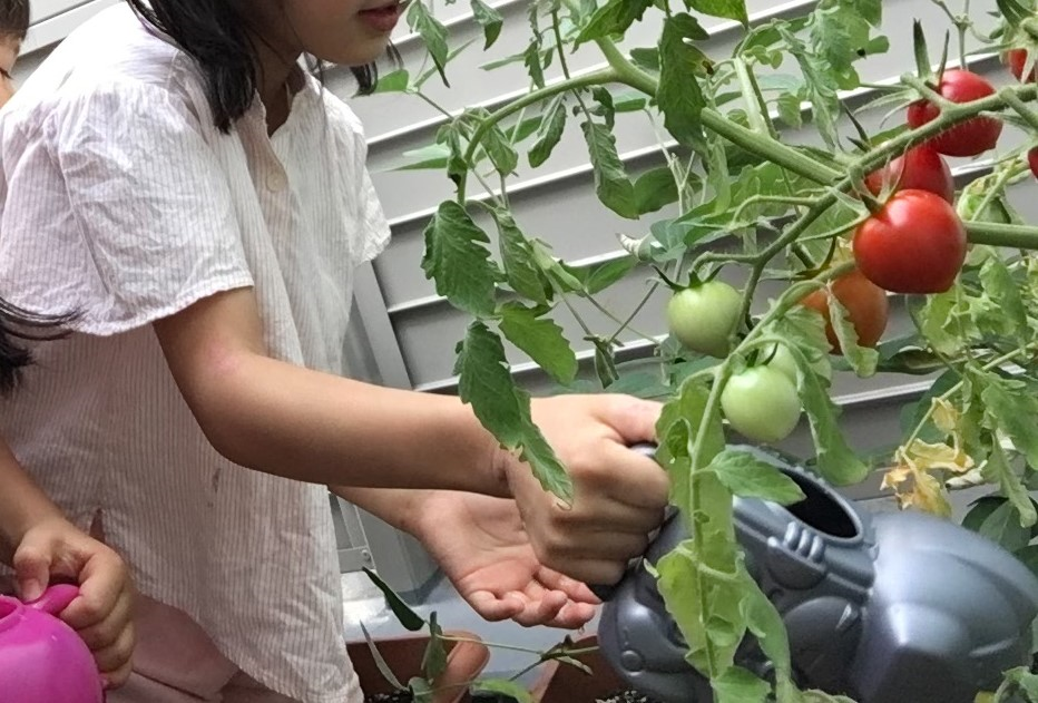 ⁂【食育】夏野菜を収穫しよう！