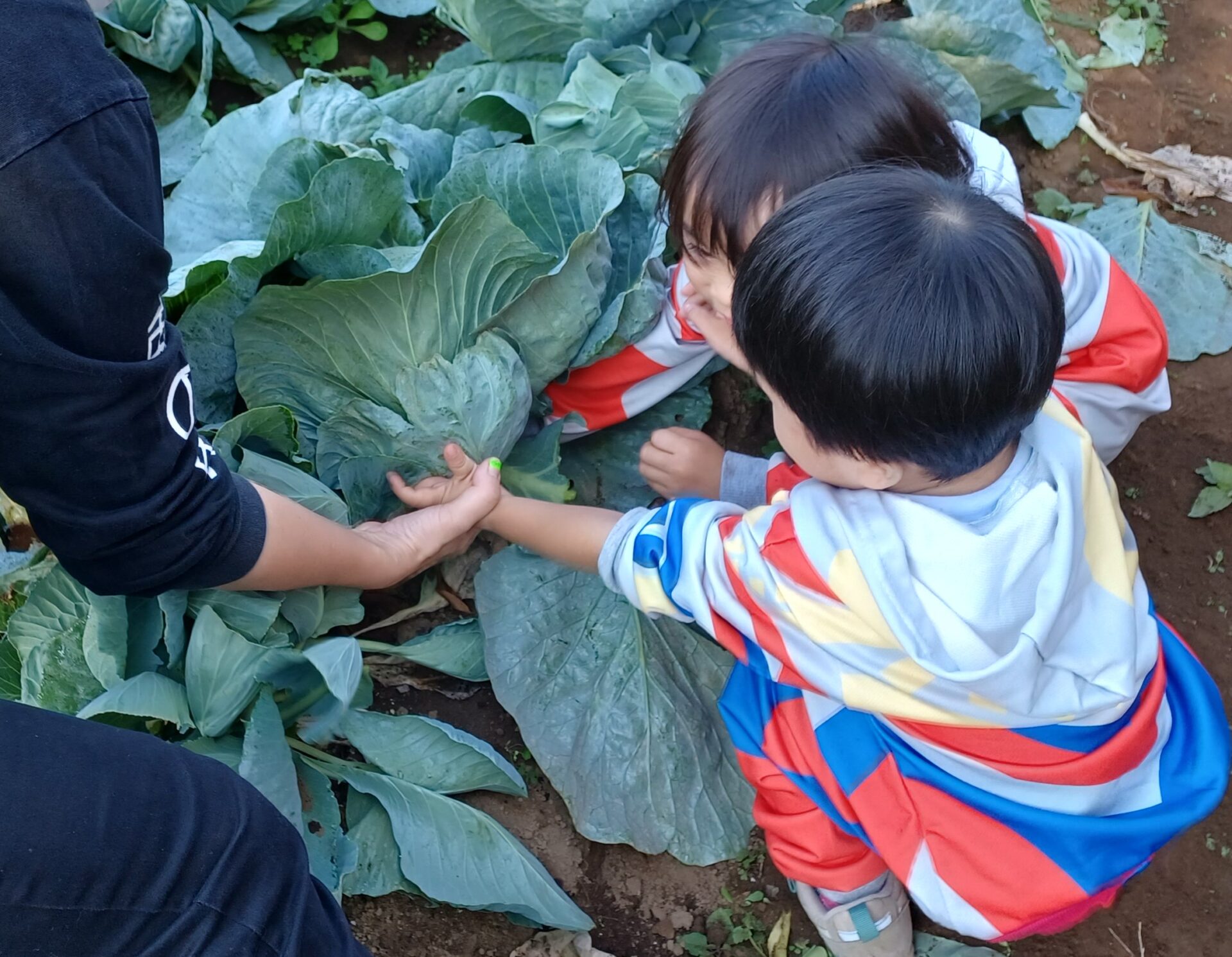 野菜に触れ親しもう！~収穫体験~