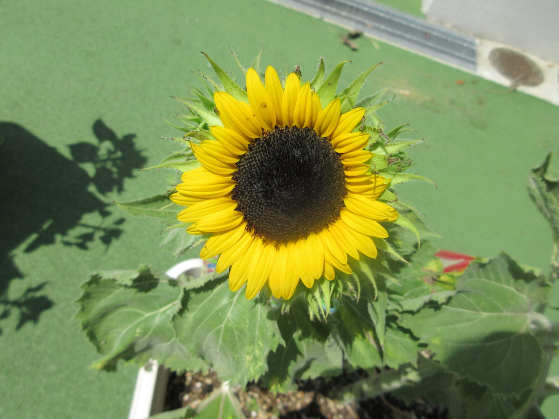 花・野菜が成長しました！