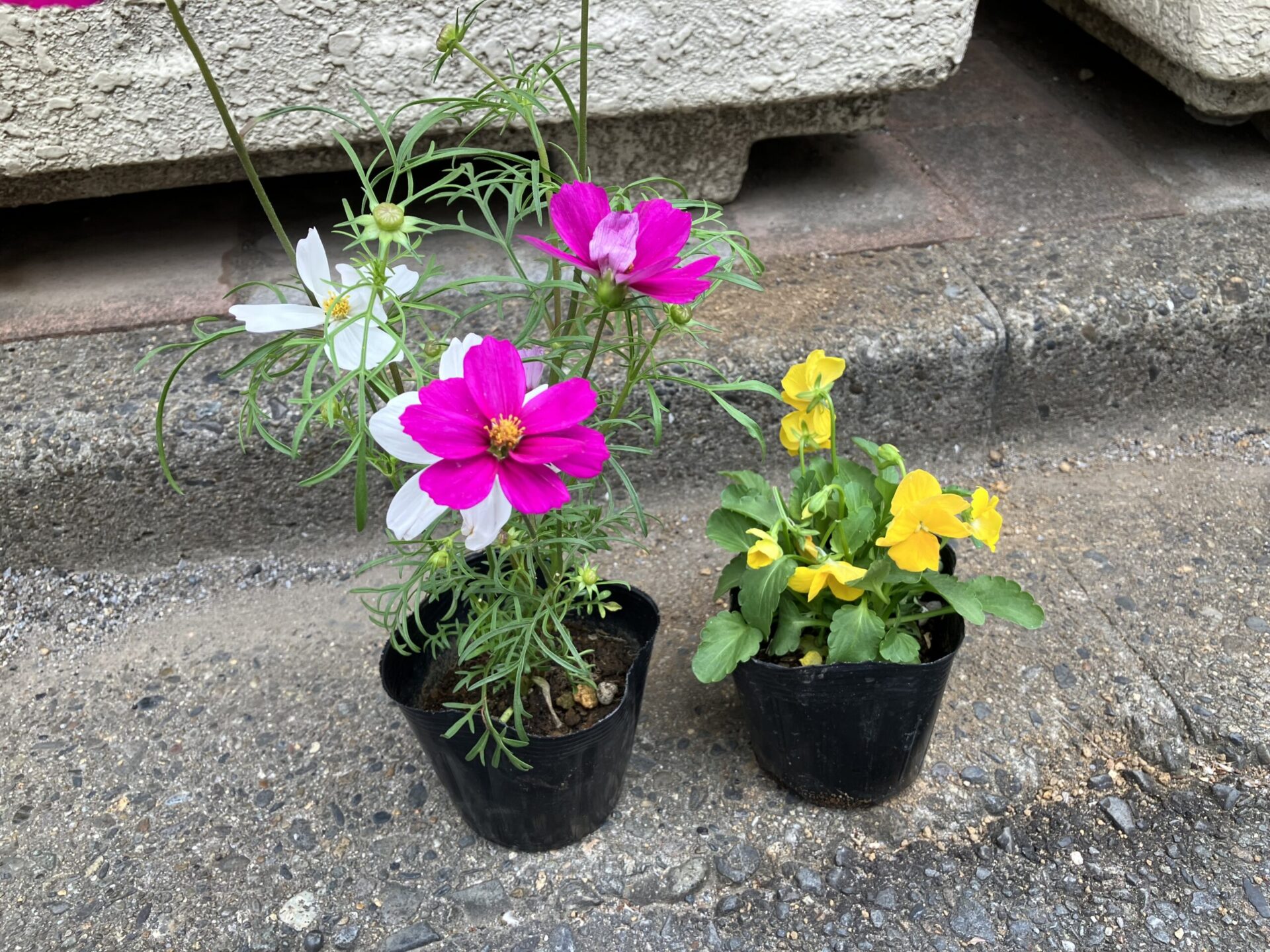 ５歳・お花植え