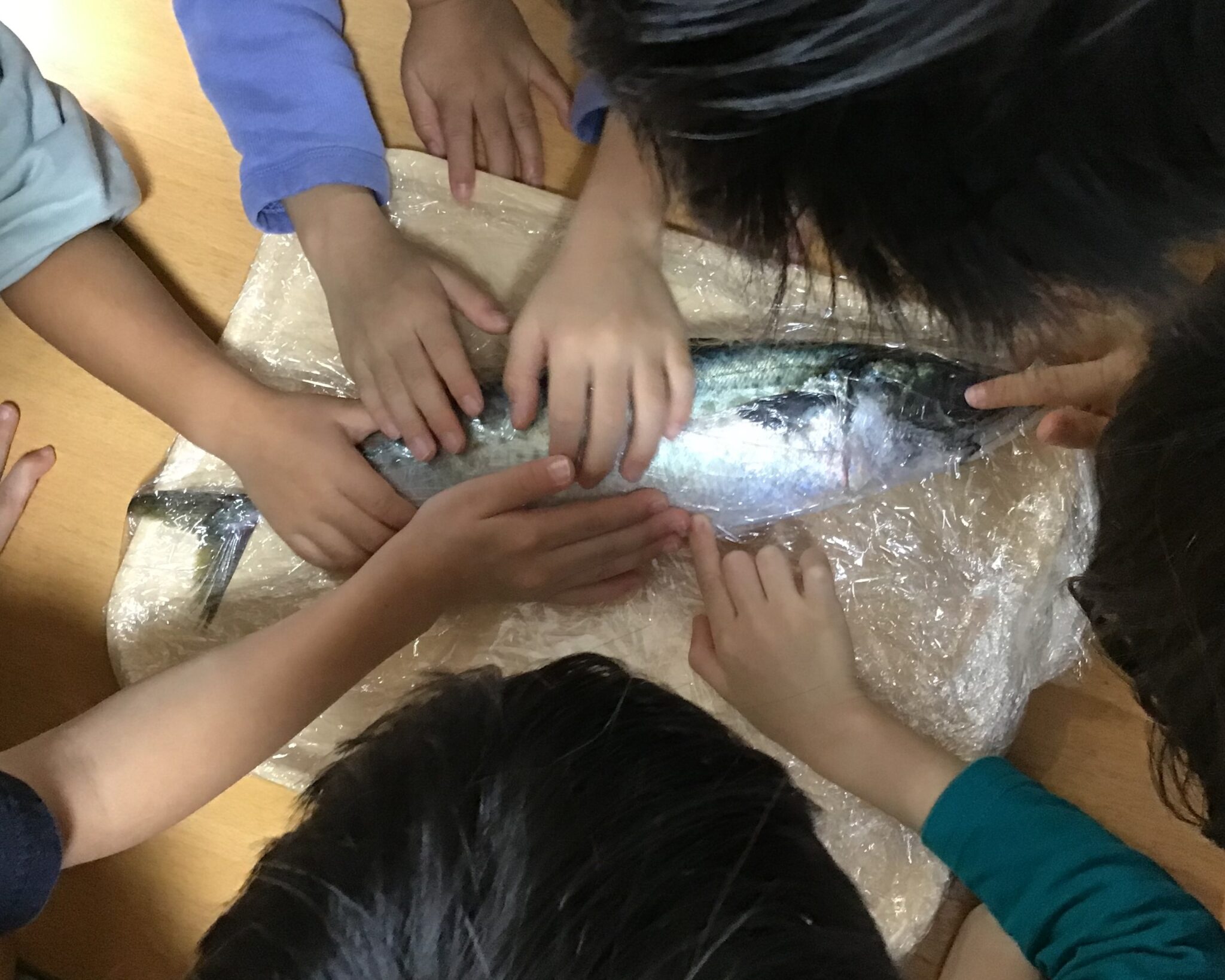 ⁂10月食育【魚をさばくところを見学する🐟】 | アソシエブログ