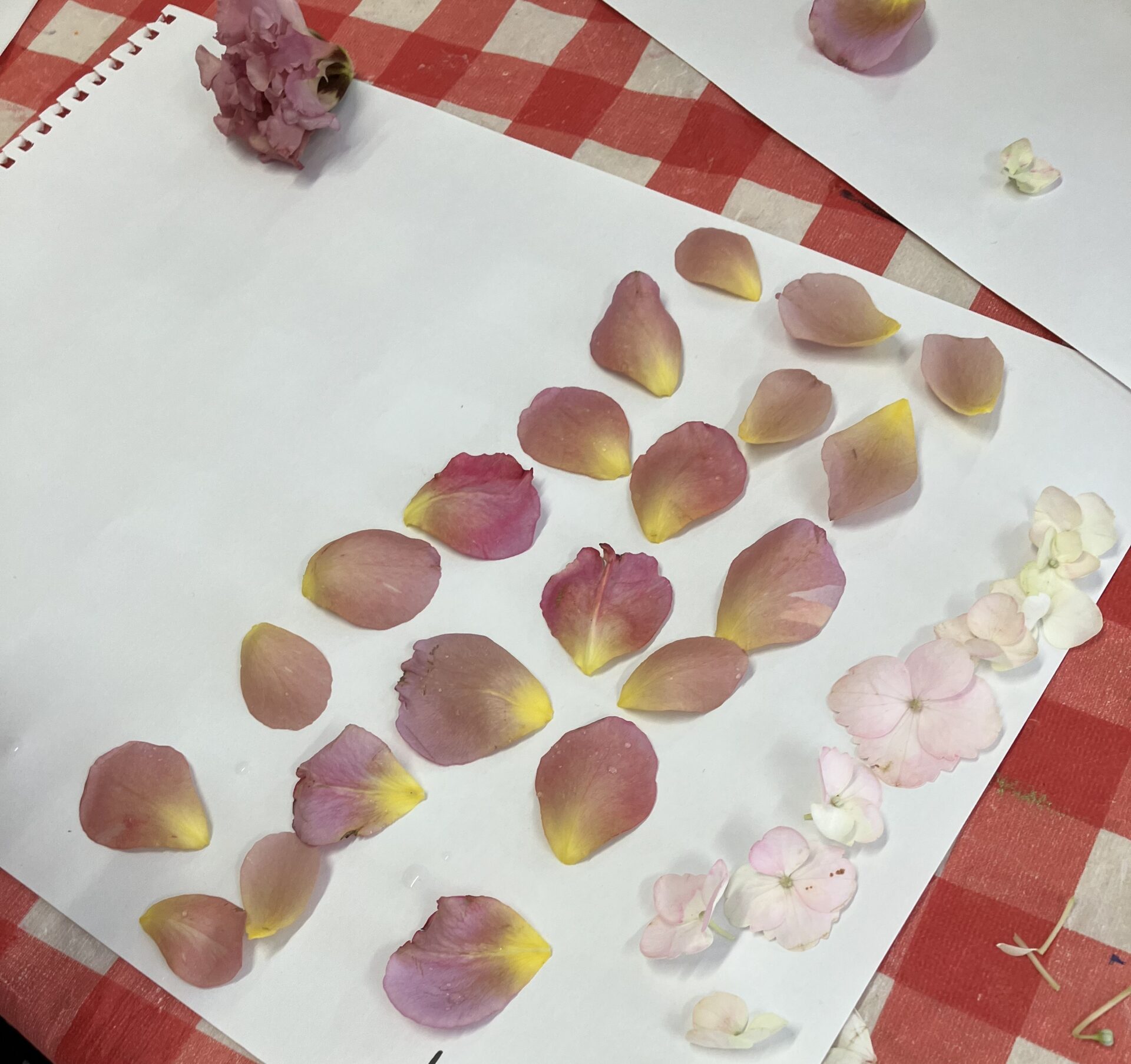 卒園albumを飾る「押し花」をつくろう🌸