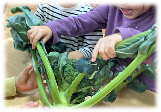 ⁂【食育】冬野菜を知ろう！～畑のブロッコリー～