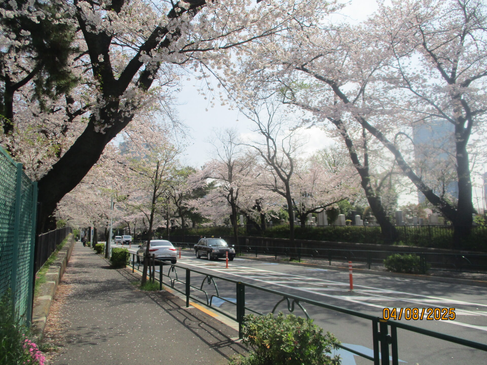 🌸桜の花吹雪🌸