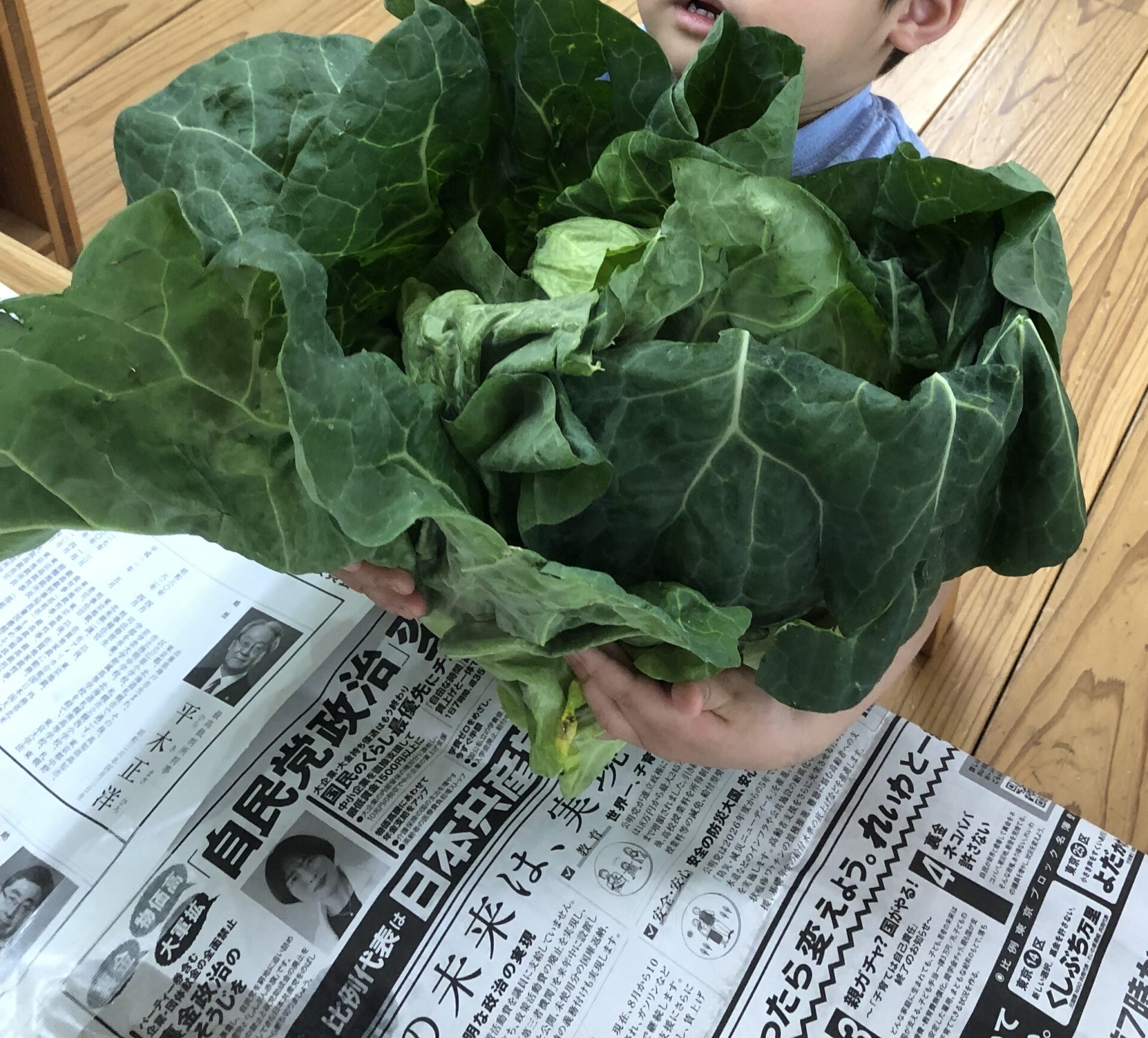 ⁂おおきなキャベツ