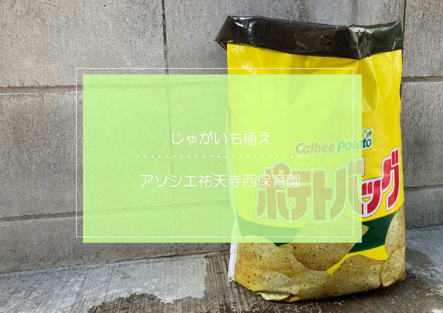 たくさん実りますように・・・🥔