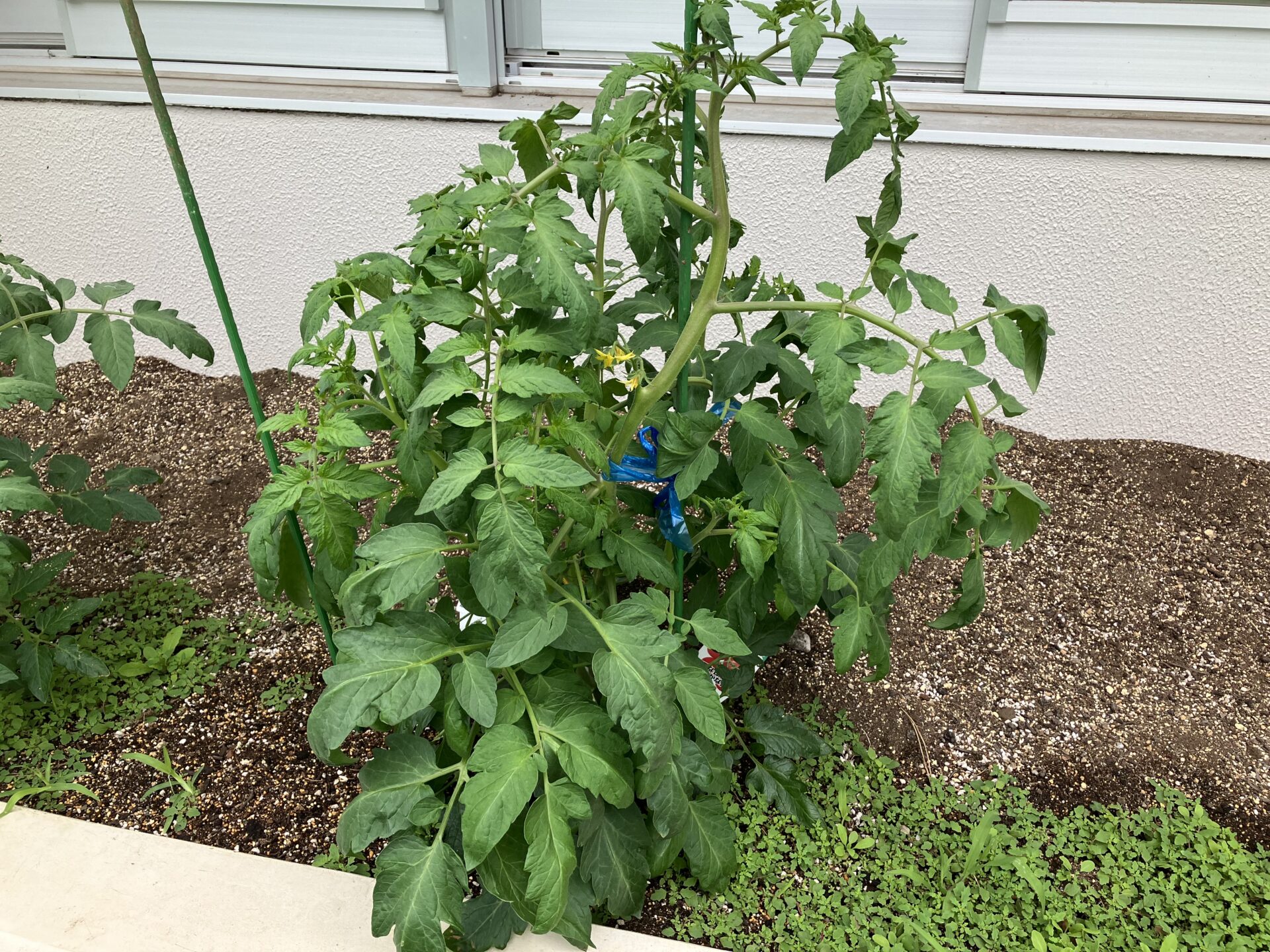 野菜栽培、始めました！