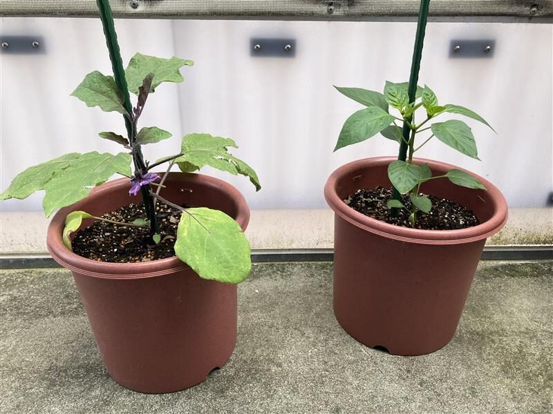 ⁂5月の食育活動