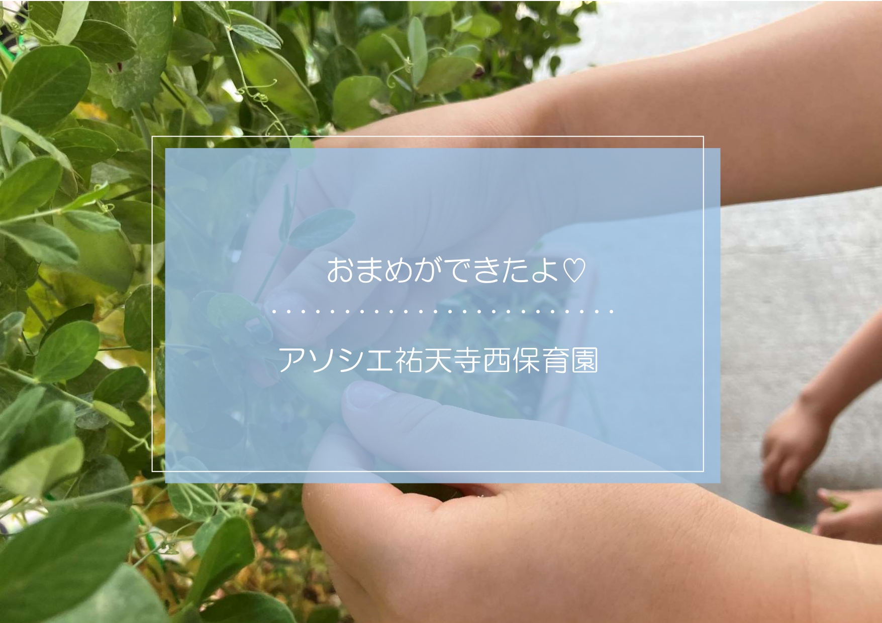 お豆ができた！！