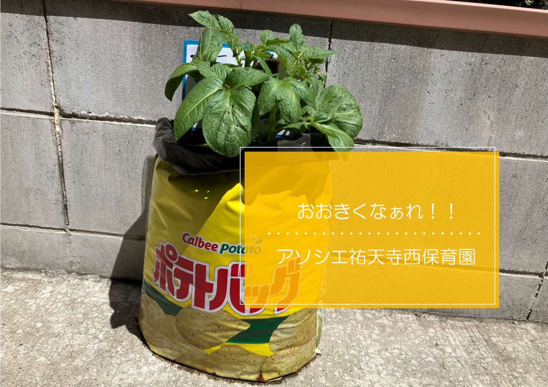 じゃがいものその後・・・🌱