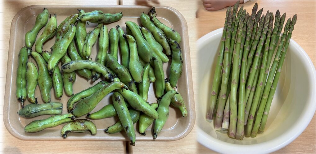 ⁂5月の食育活動～旬の野菜に触れよう～