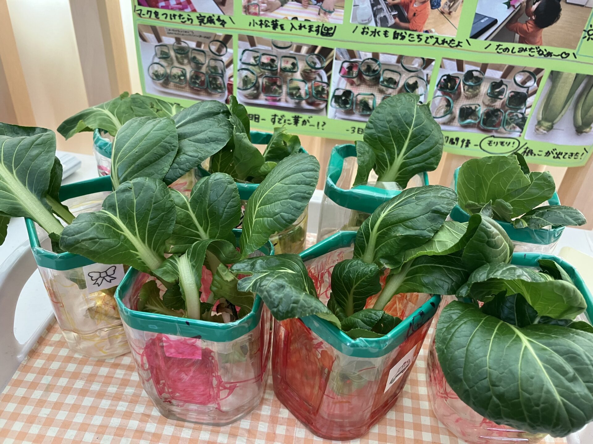 ⁂小松菜の再生栽培と、小松菜の納豆和え作り🐼