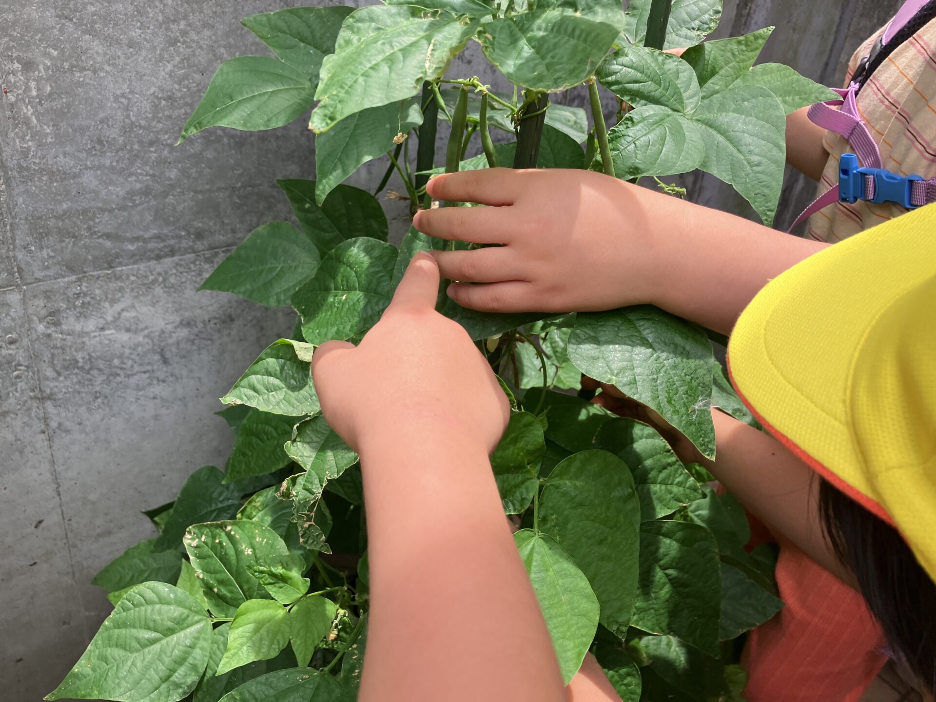 ⁂6月の食育活動～夏野菜の収穫～