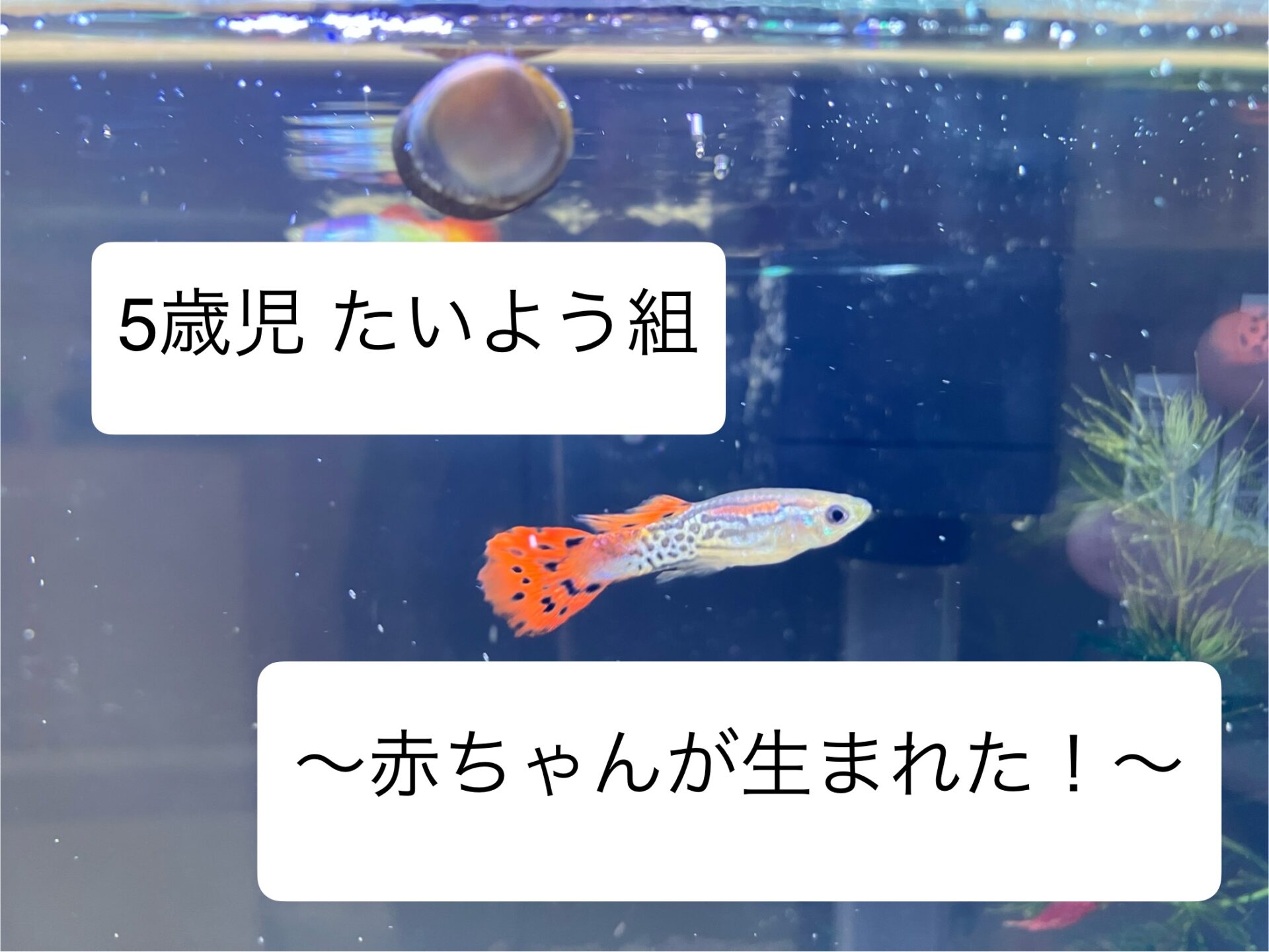 赤ちゃんが生まれた！
