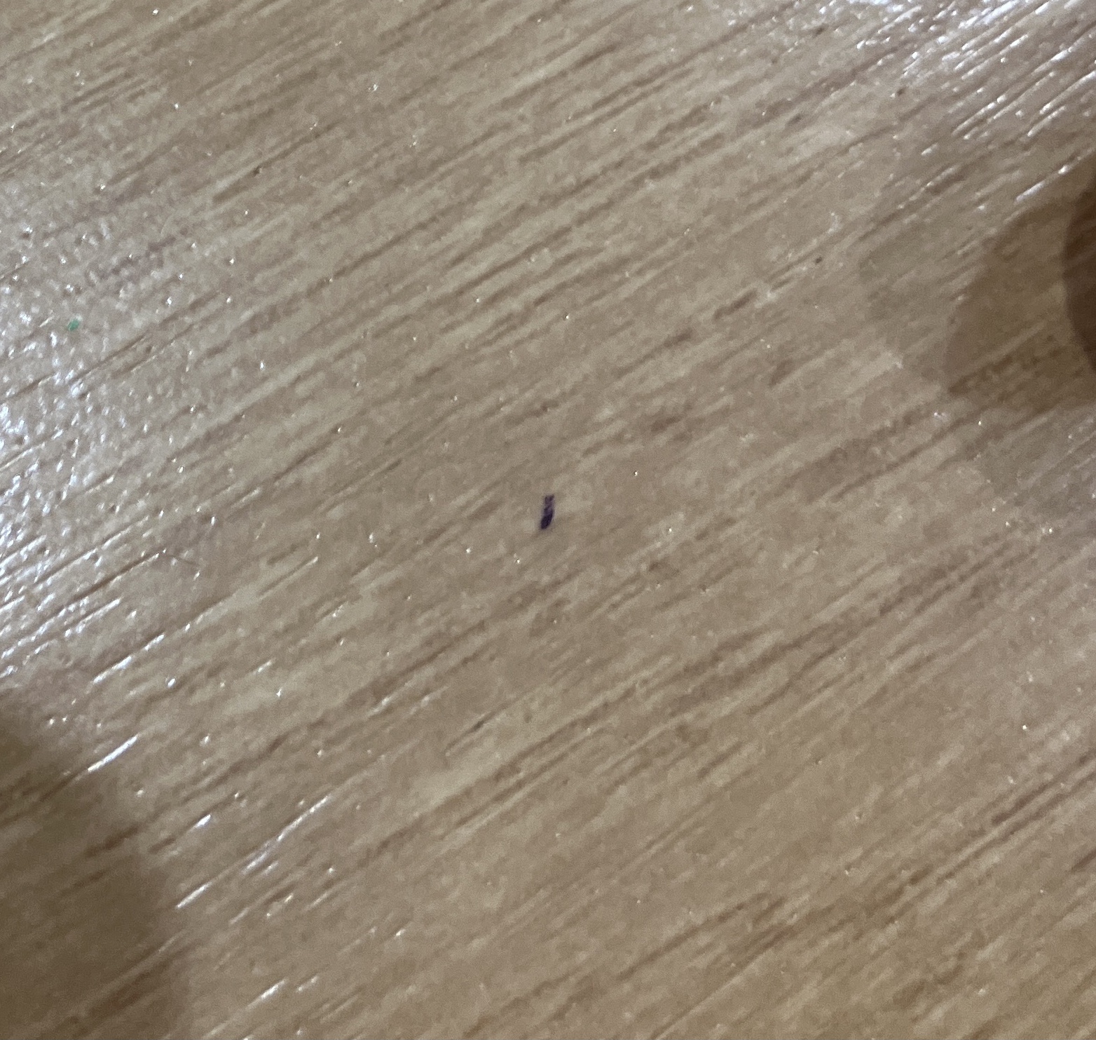 アリ見つけた！？