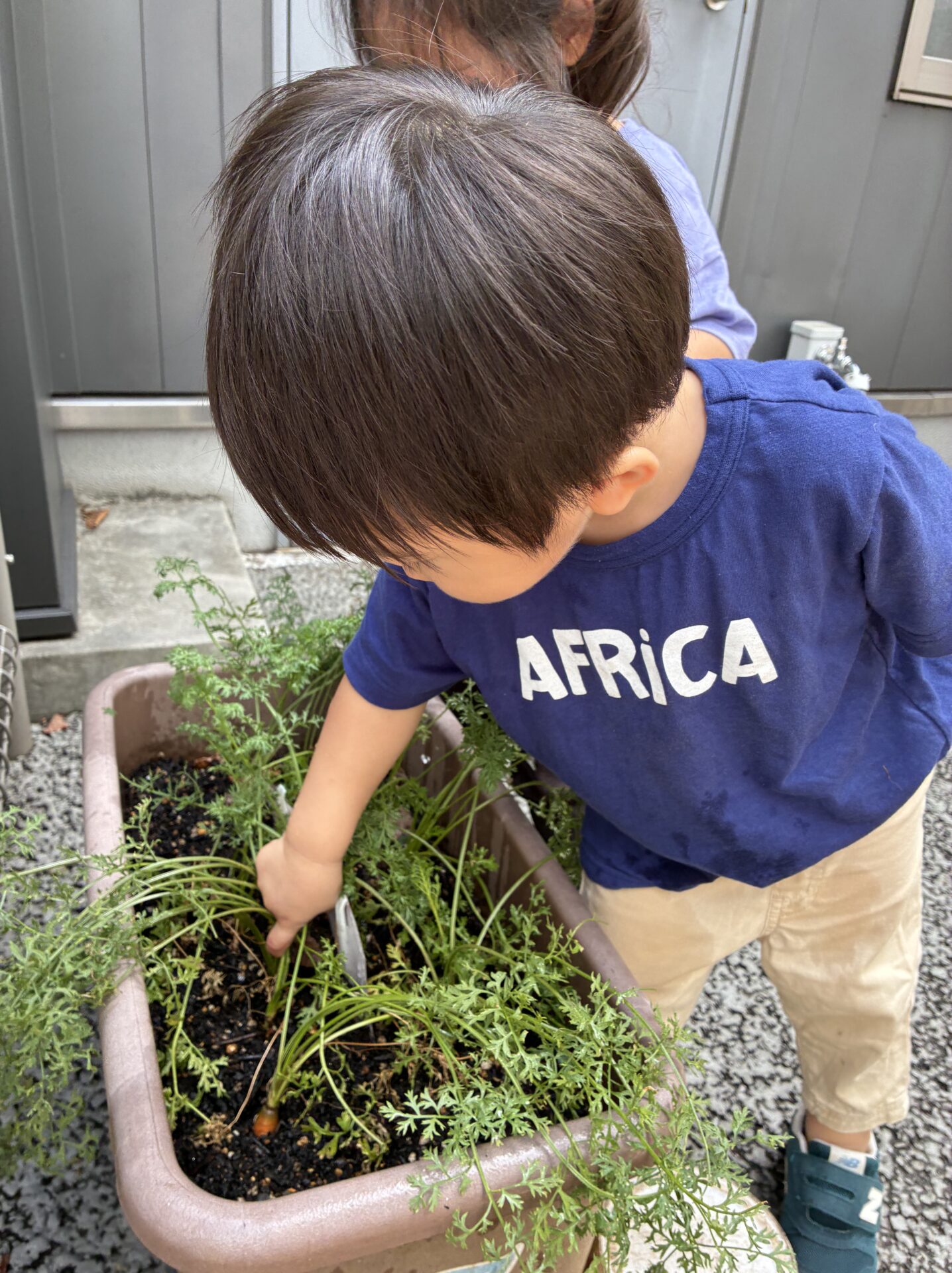 ⁂人参を収穫したよ