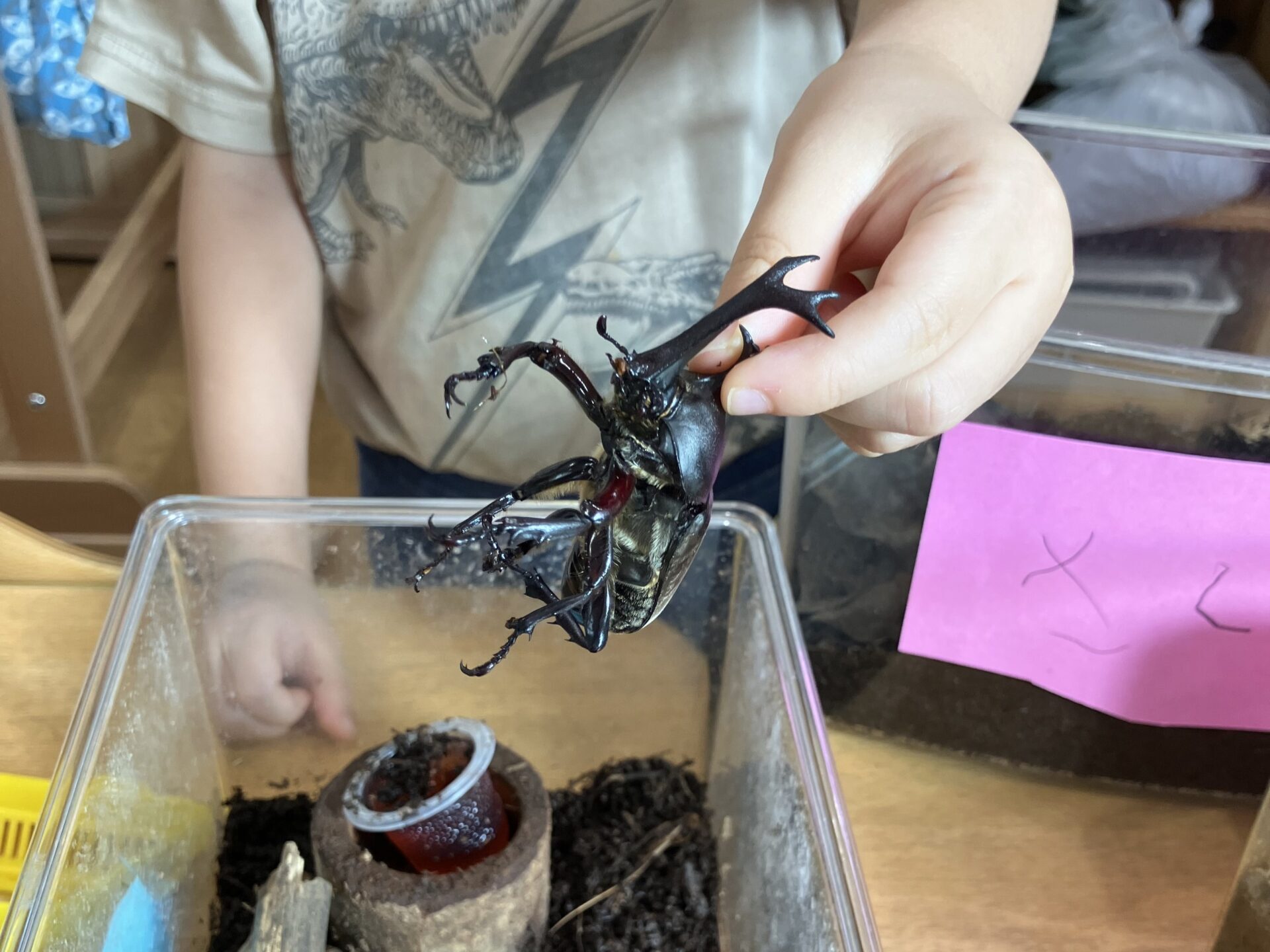 みんなカブトムシ博士😀✨