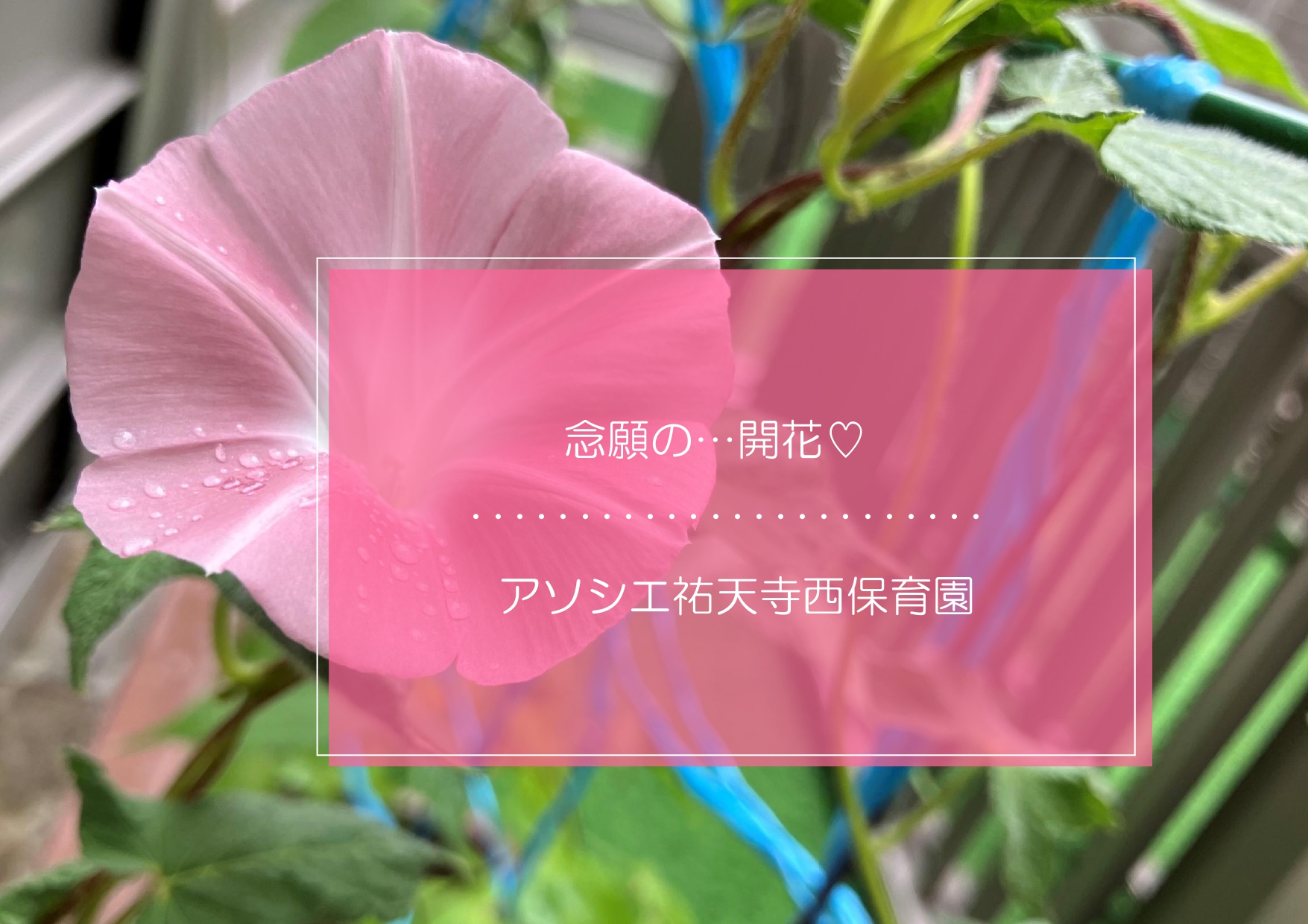ついに・・・咲いた♡
