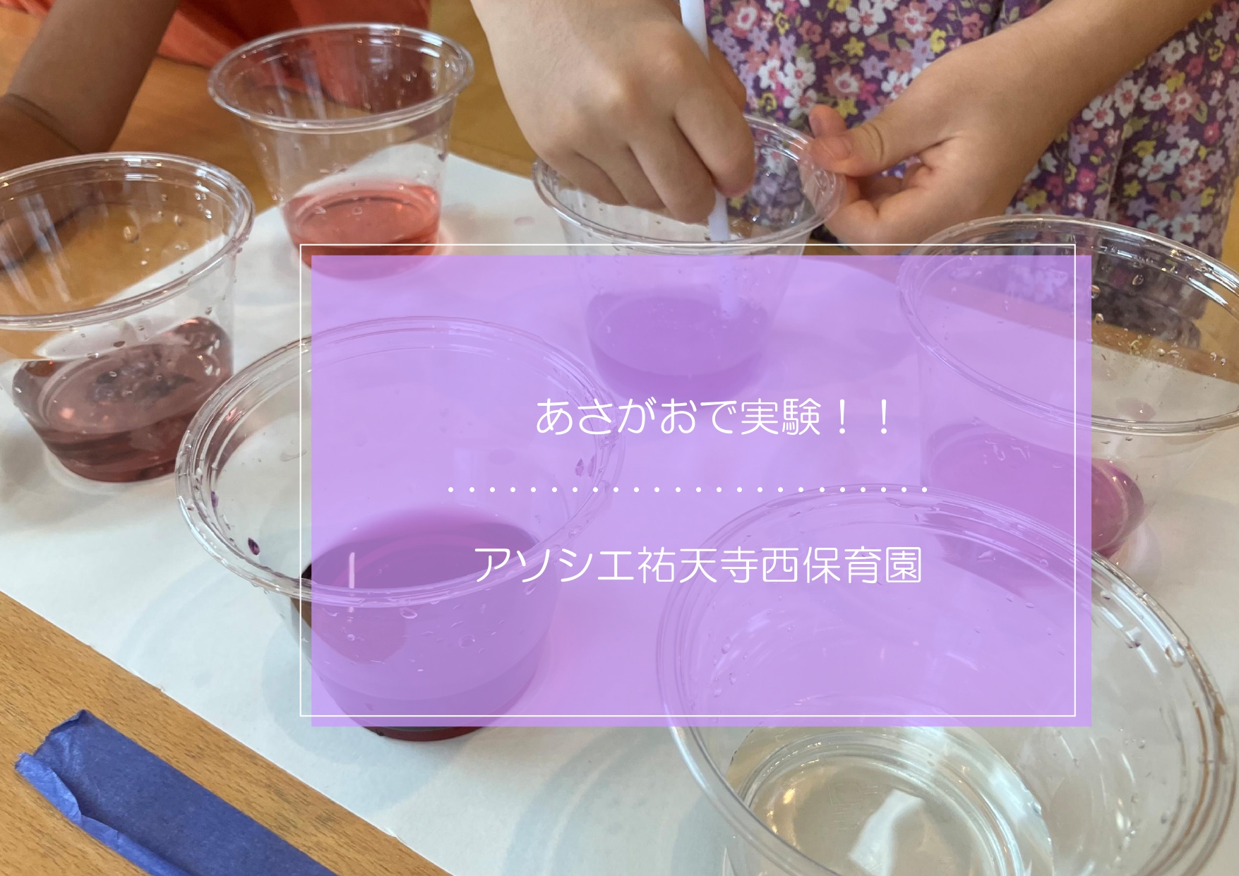 らいおんぐみ🦁研究所～あさがおの実験～