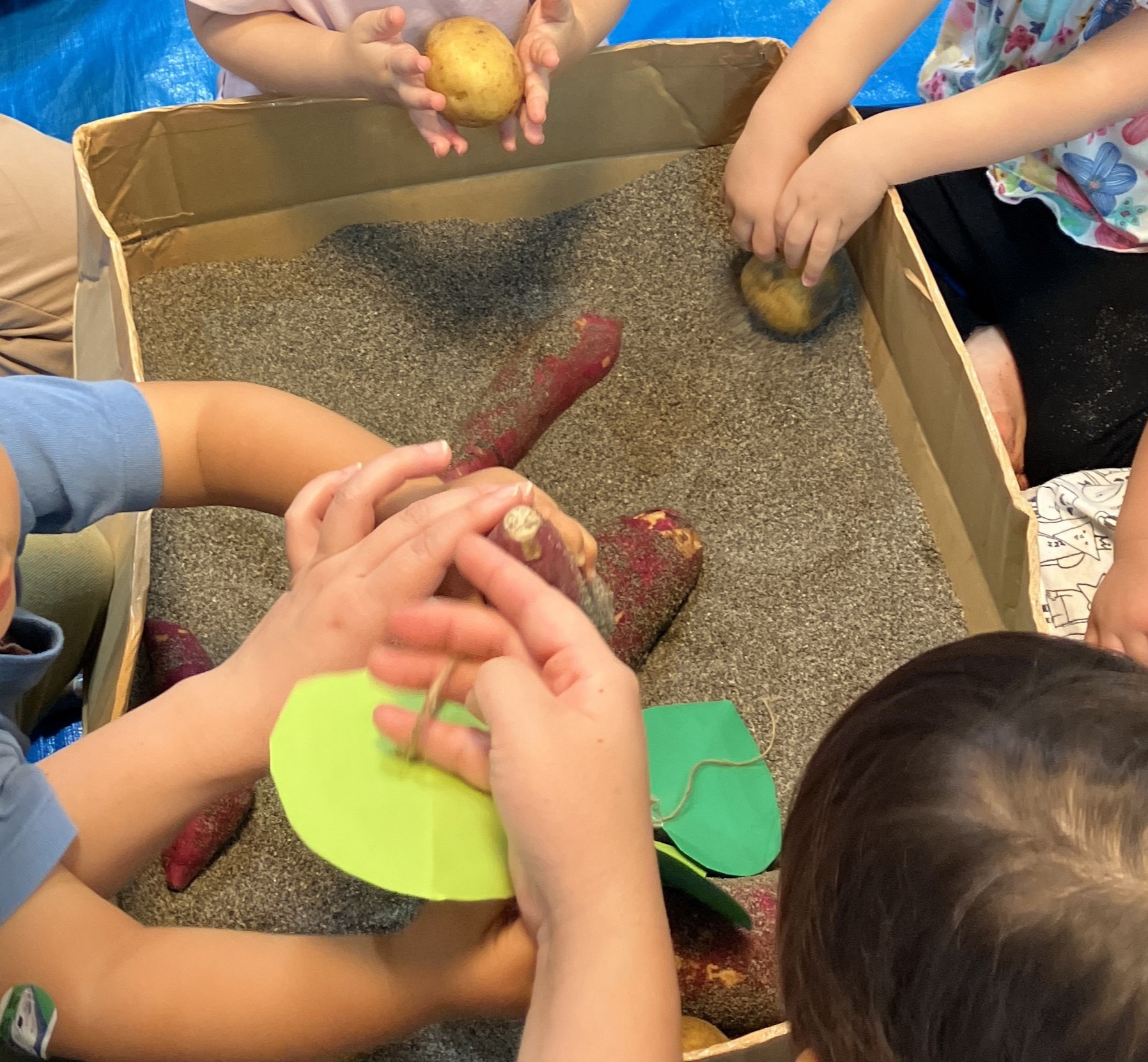 ⁂9月の食育活動～芋ほり体験～