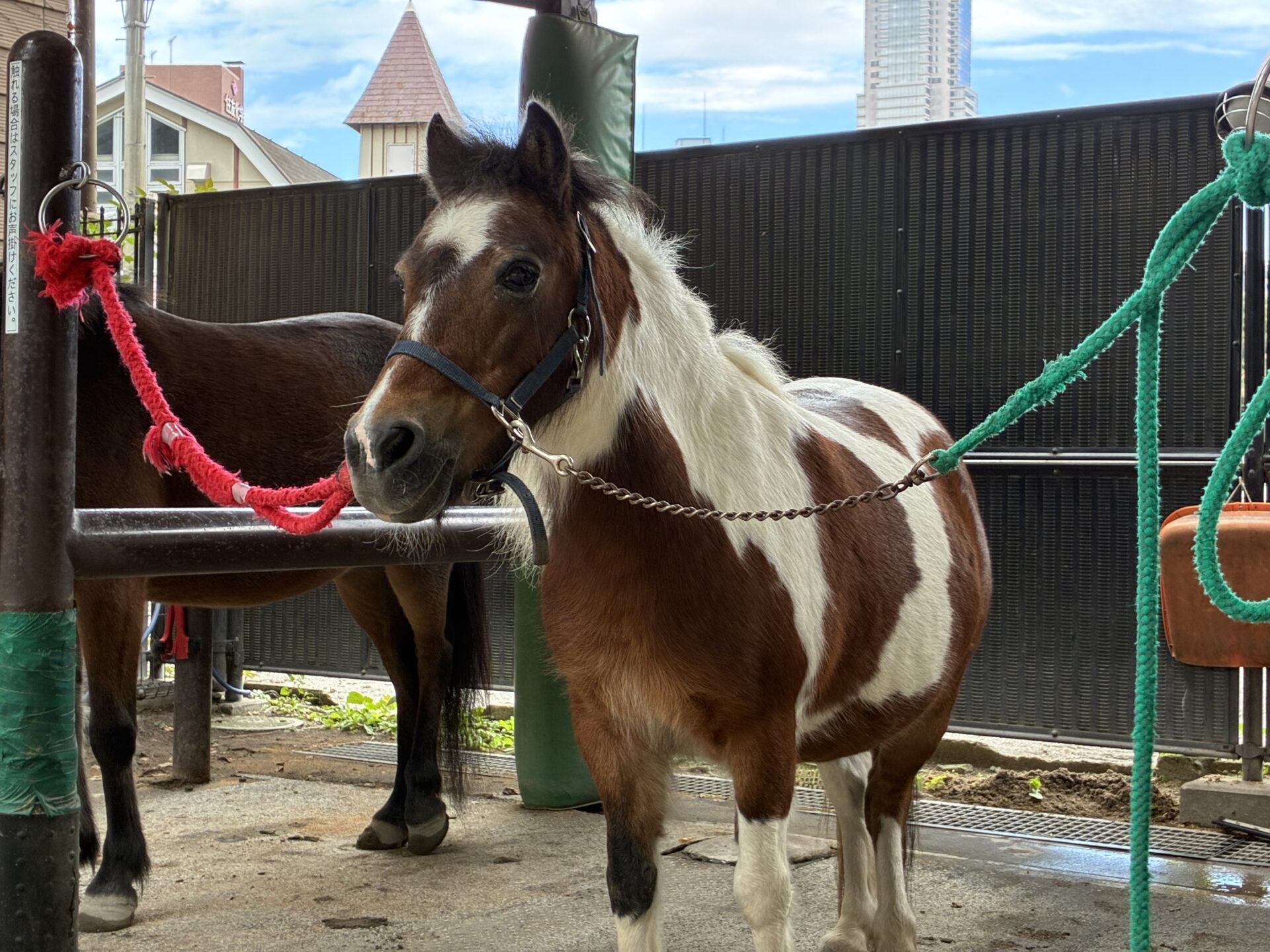 お馬さん、こんにちは！ | アソシエブログ
