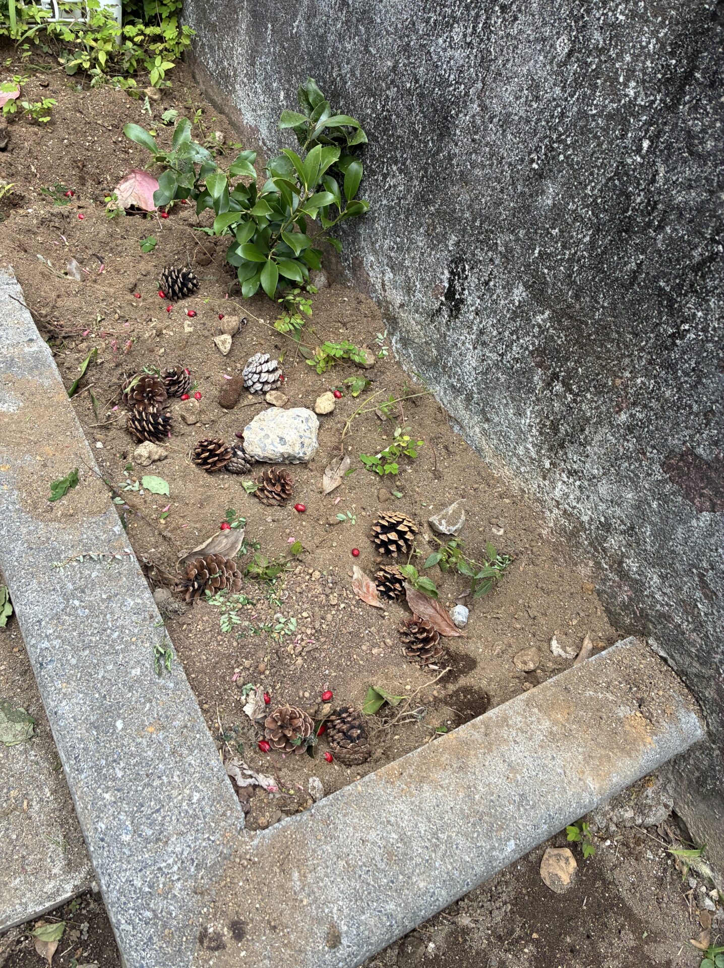 さようならカブトムシ