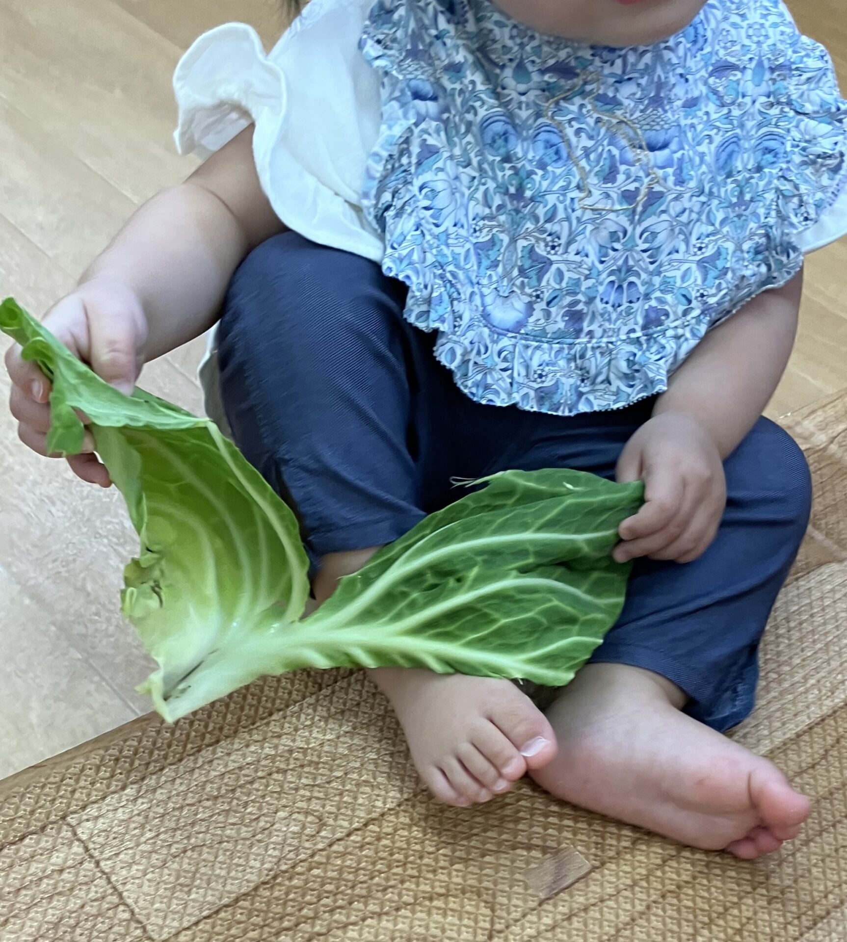 ⁂0歳児食育　キャベツを触ってみよう