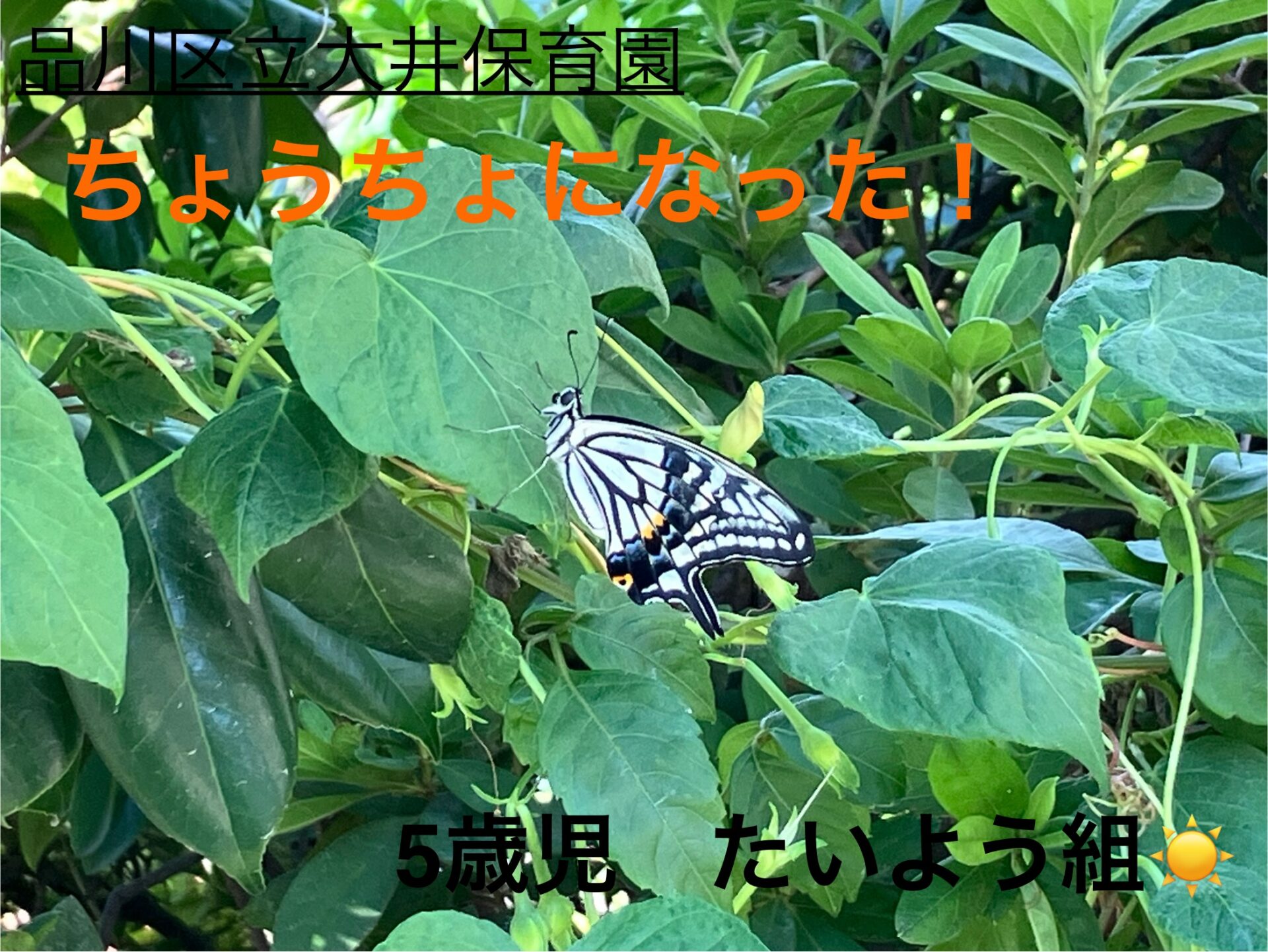 ちょうちょになった！