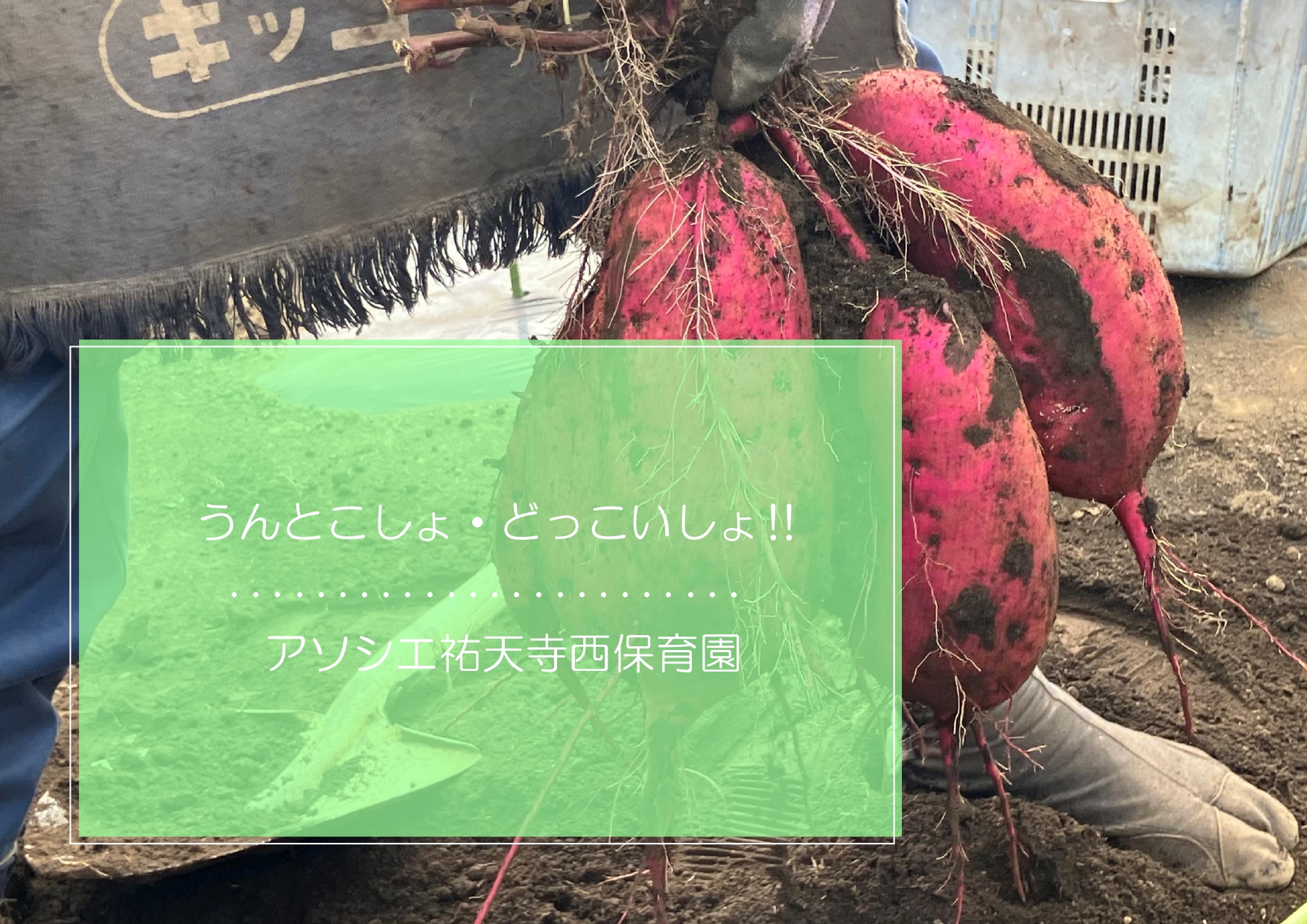 うんとこしょ・どっこいしょ🍠