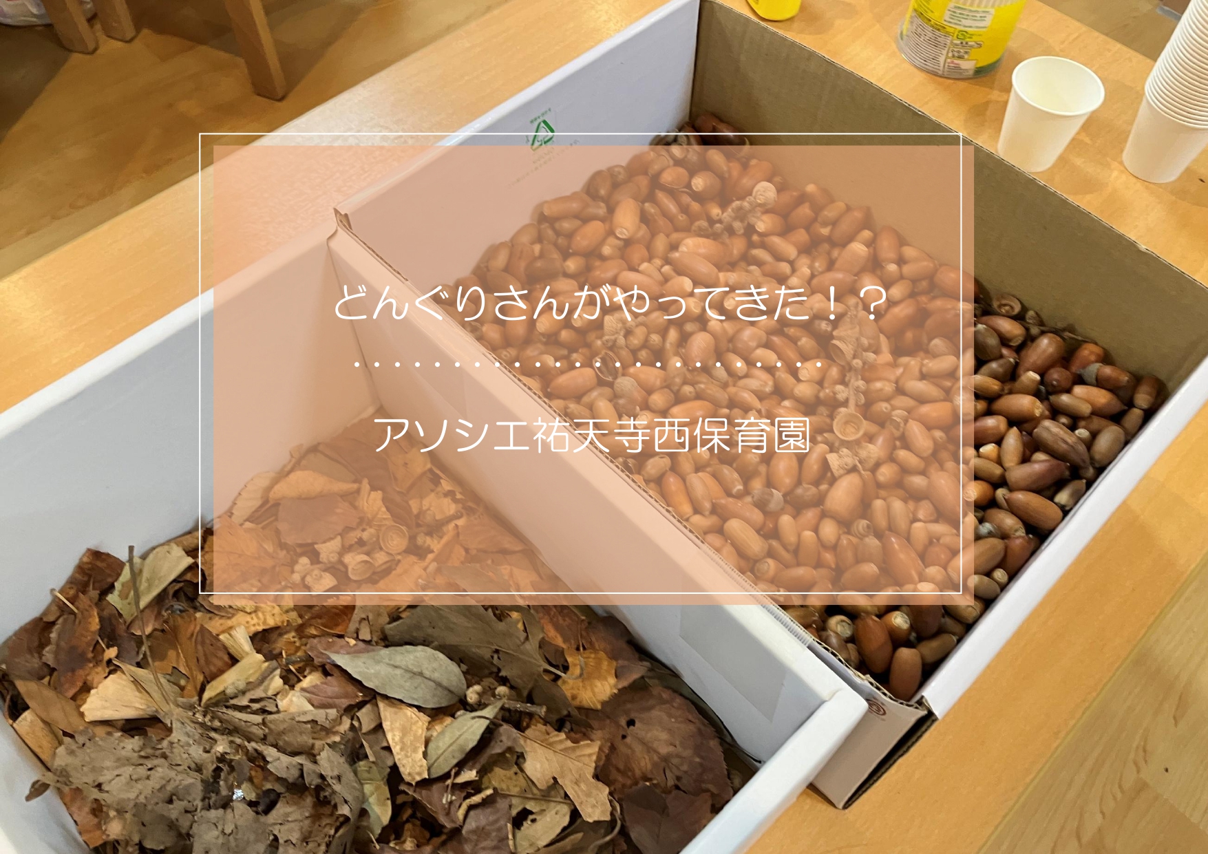 どんぐりさんがやってきた？！