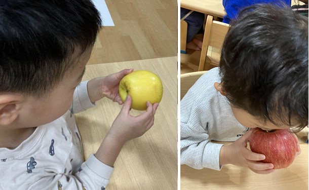 【２歳児食育】りんごを知ろう🍎
