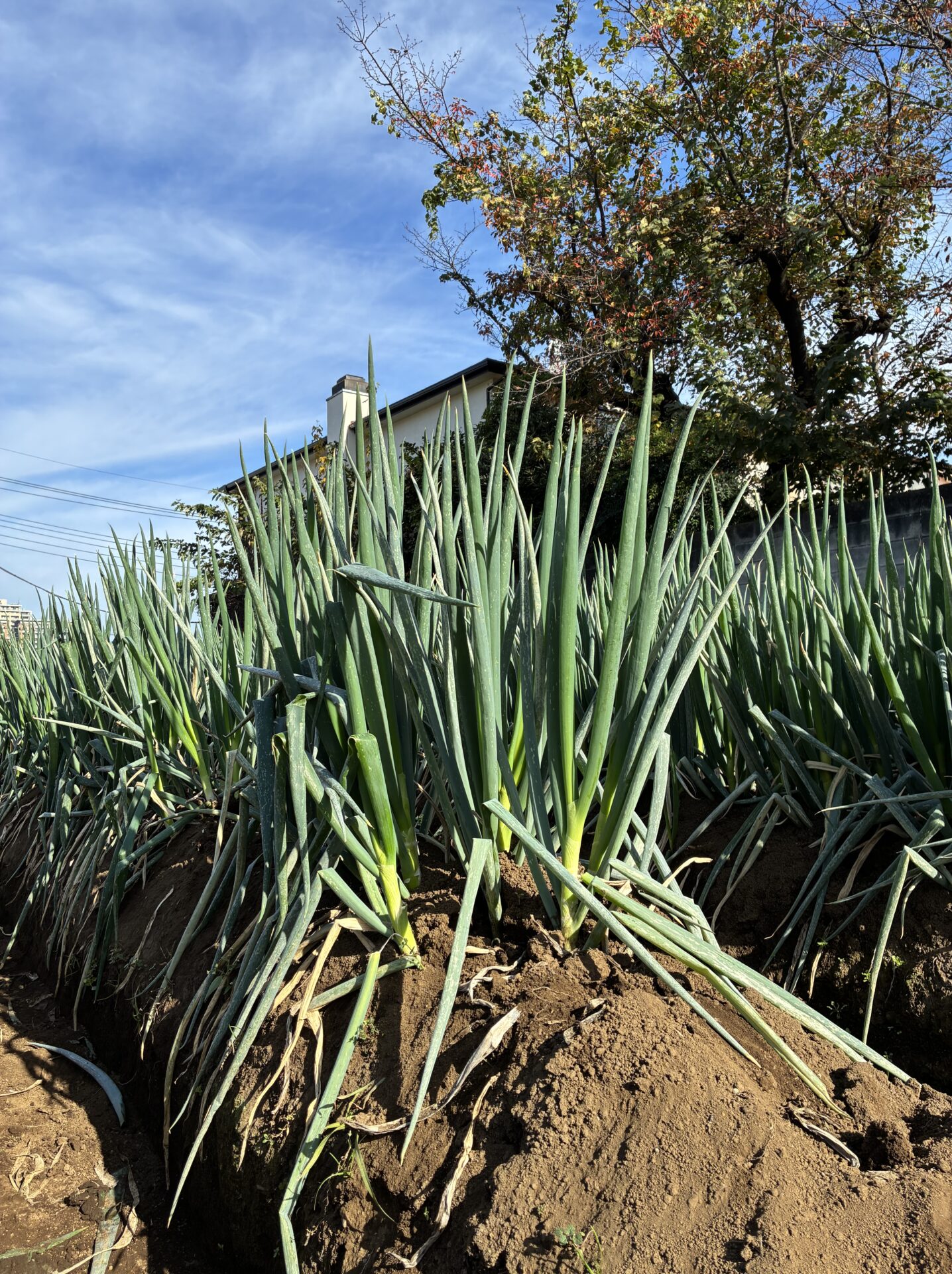 2025年度　収穫体験☆彡