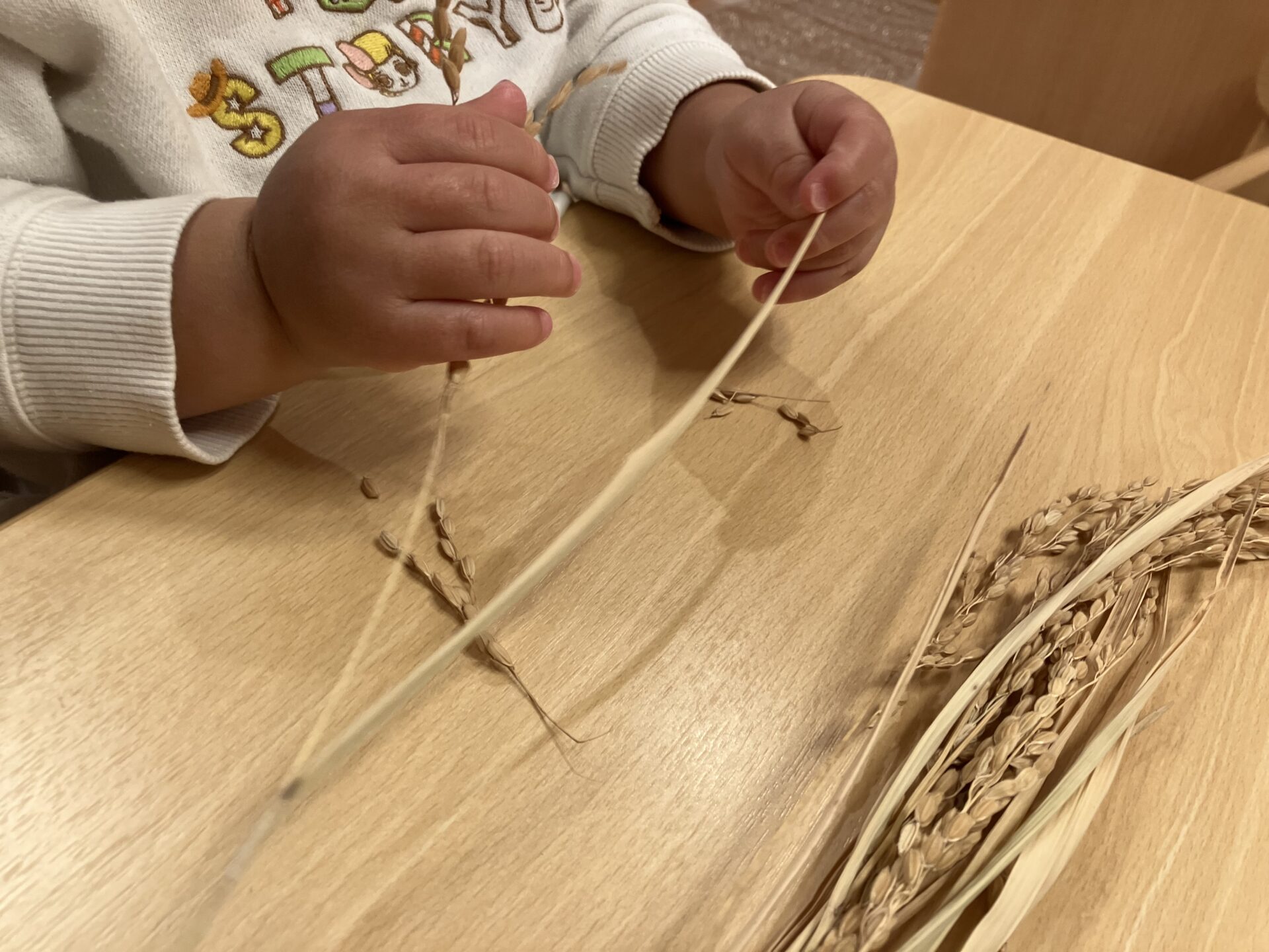 ⁂11月 こあら組食育活動