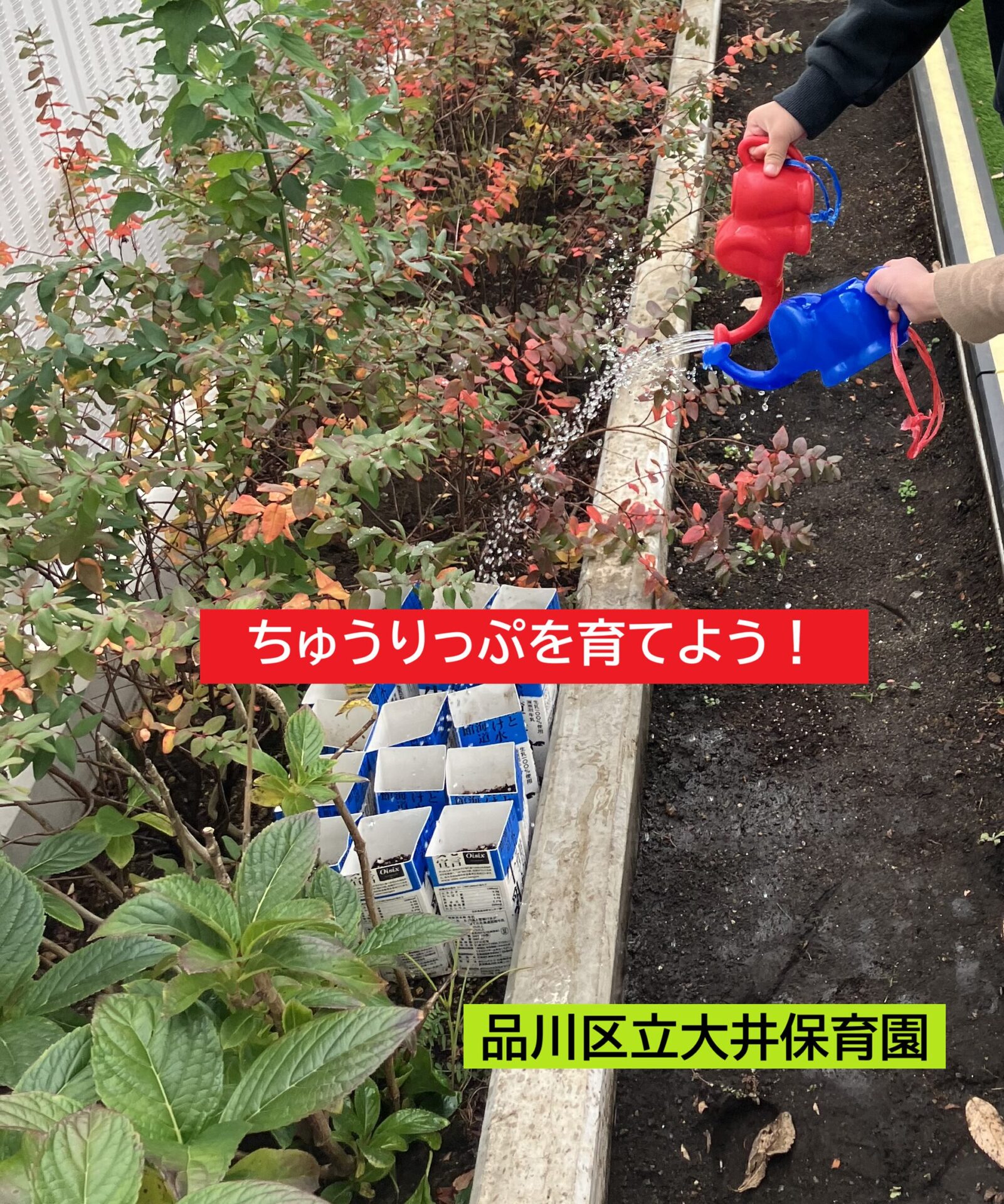 チューリップを育てよう！