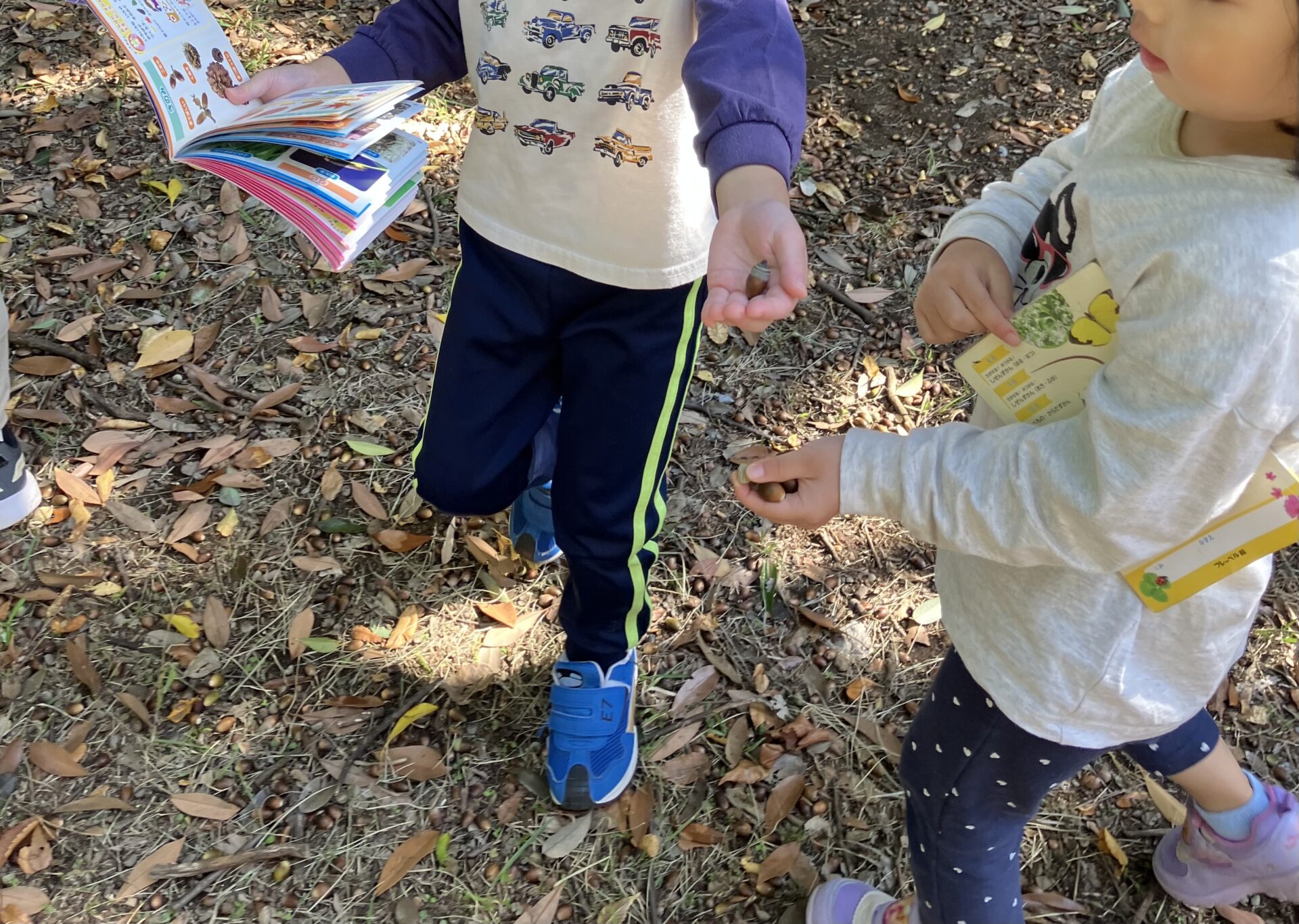 【幼児】秋の自然にいっぱい触れたよ🍂