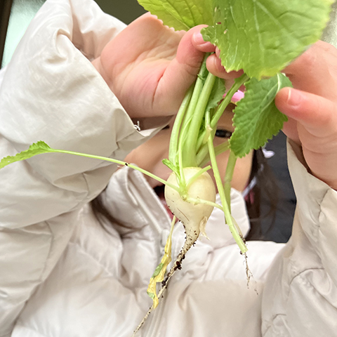 【乳児】うんとこしょ、どっこいしょ！　　　　　　　　～小さなカブ～