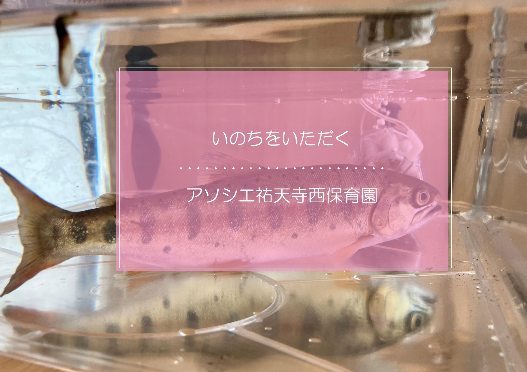 『いのち』をいただく・・・