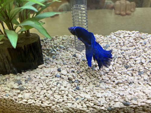 ぶどうちゃんさようなら、元気でね！