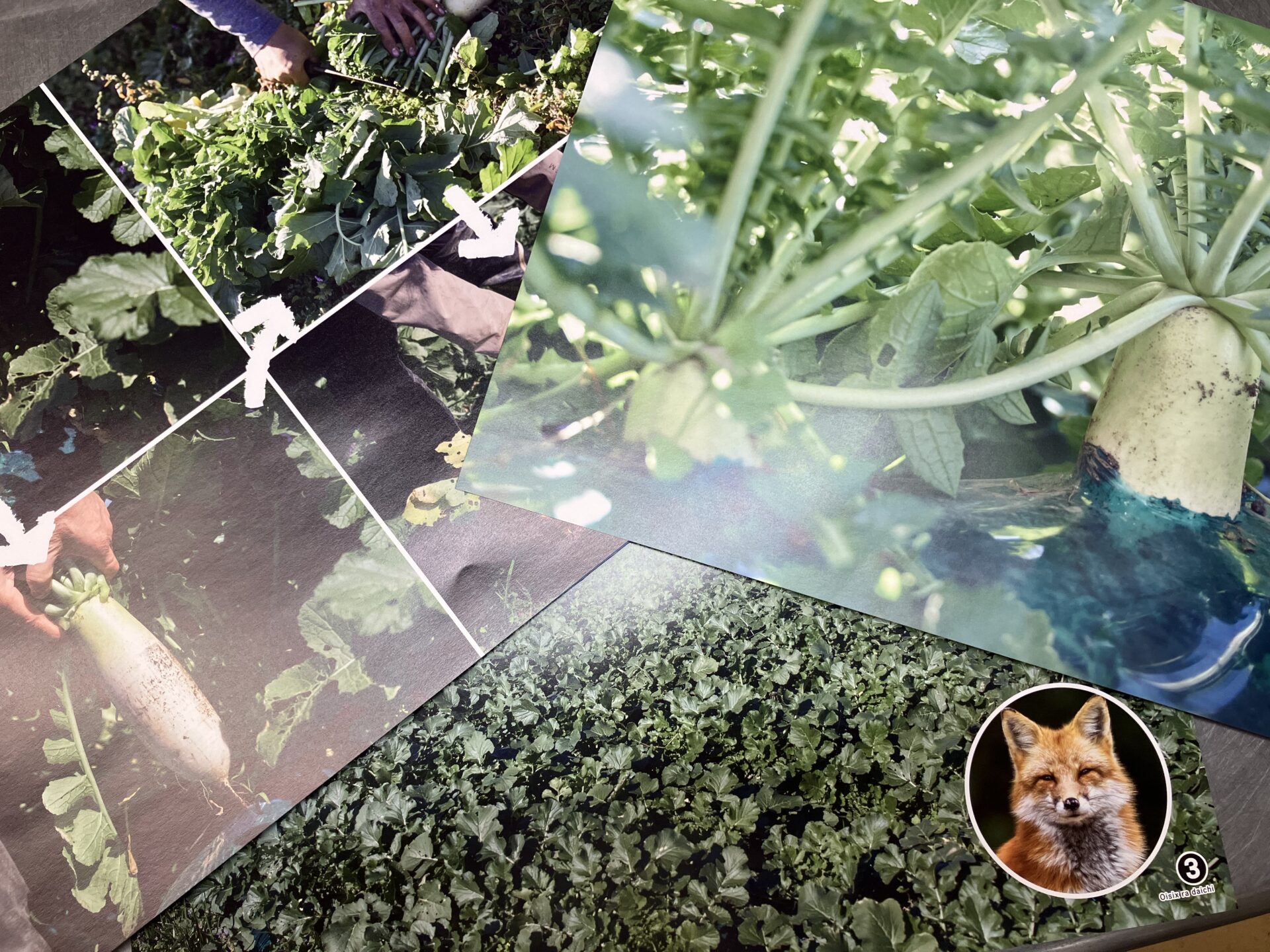 ⁂1歳児食育　大根の観察