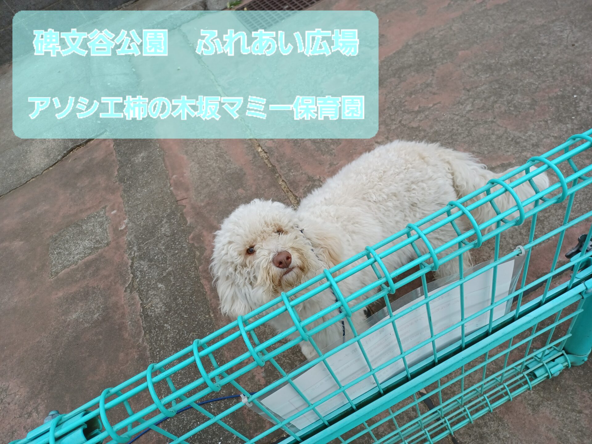 ふれあい広場に行ってきました！