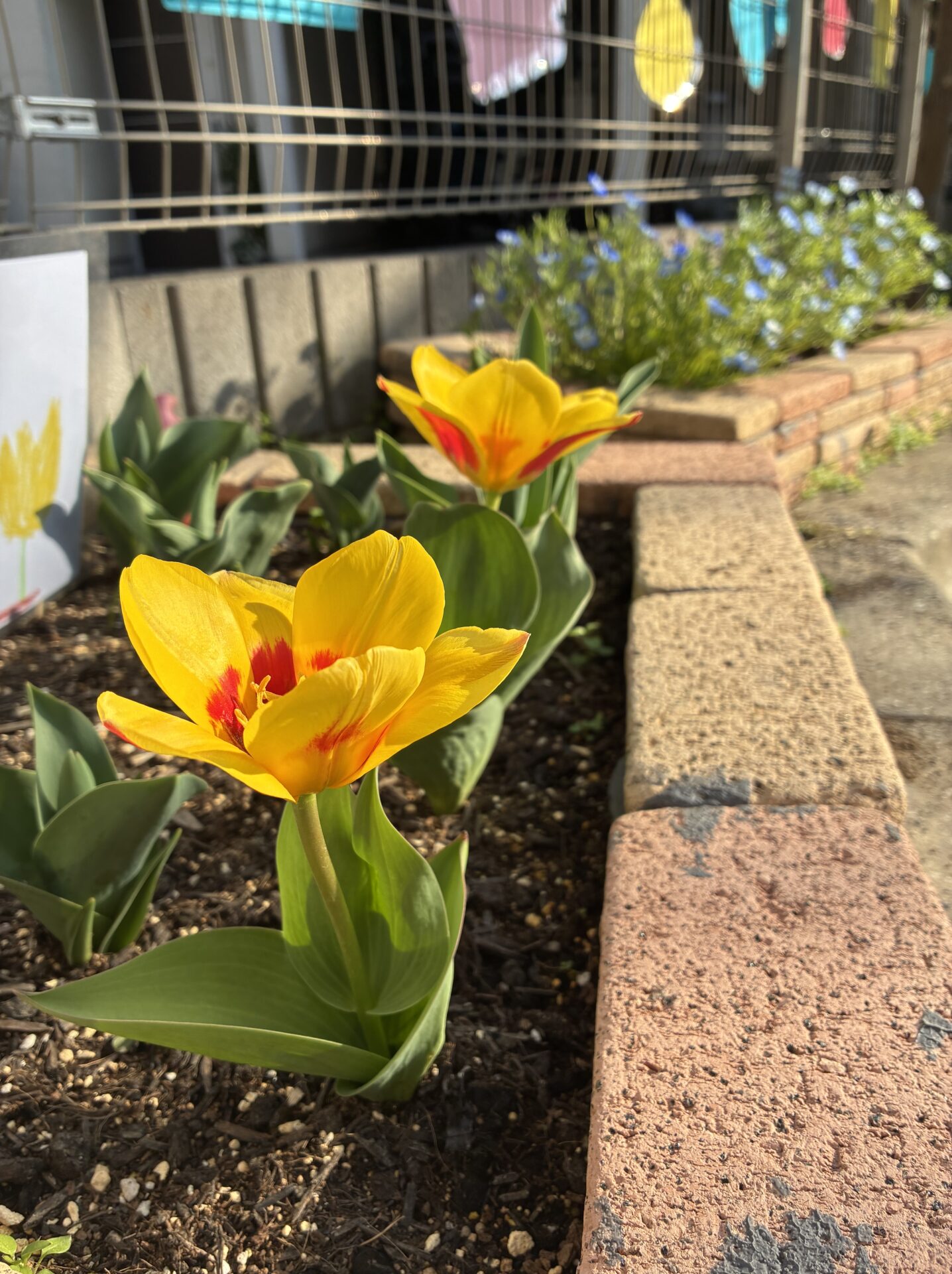 チューリップが咲きました🌷