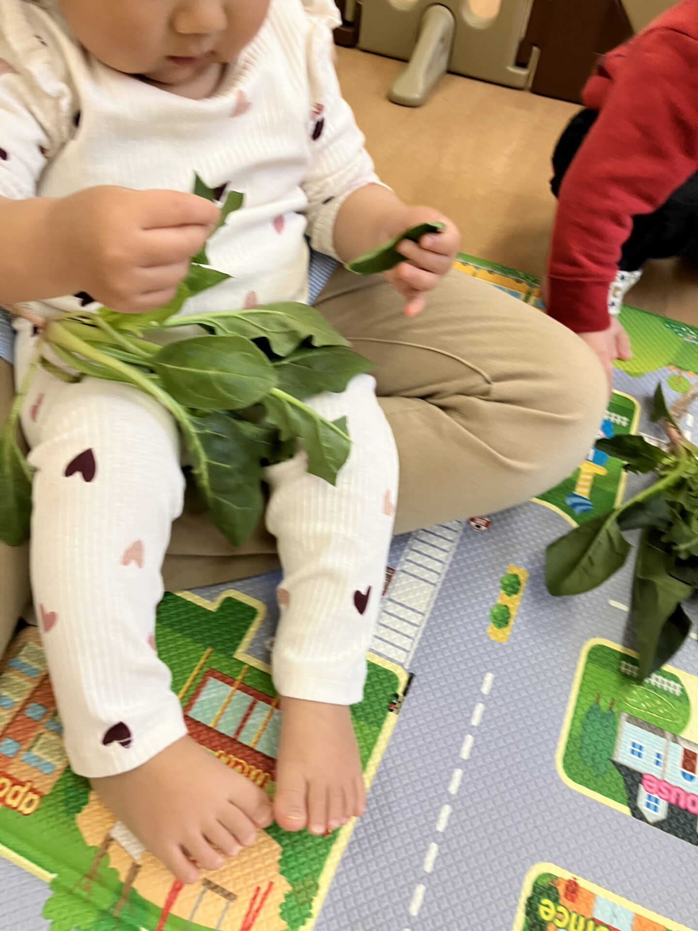 ⁂０歳児食育　ほうれん草を触ってみよう