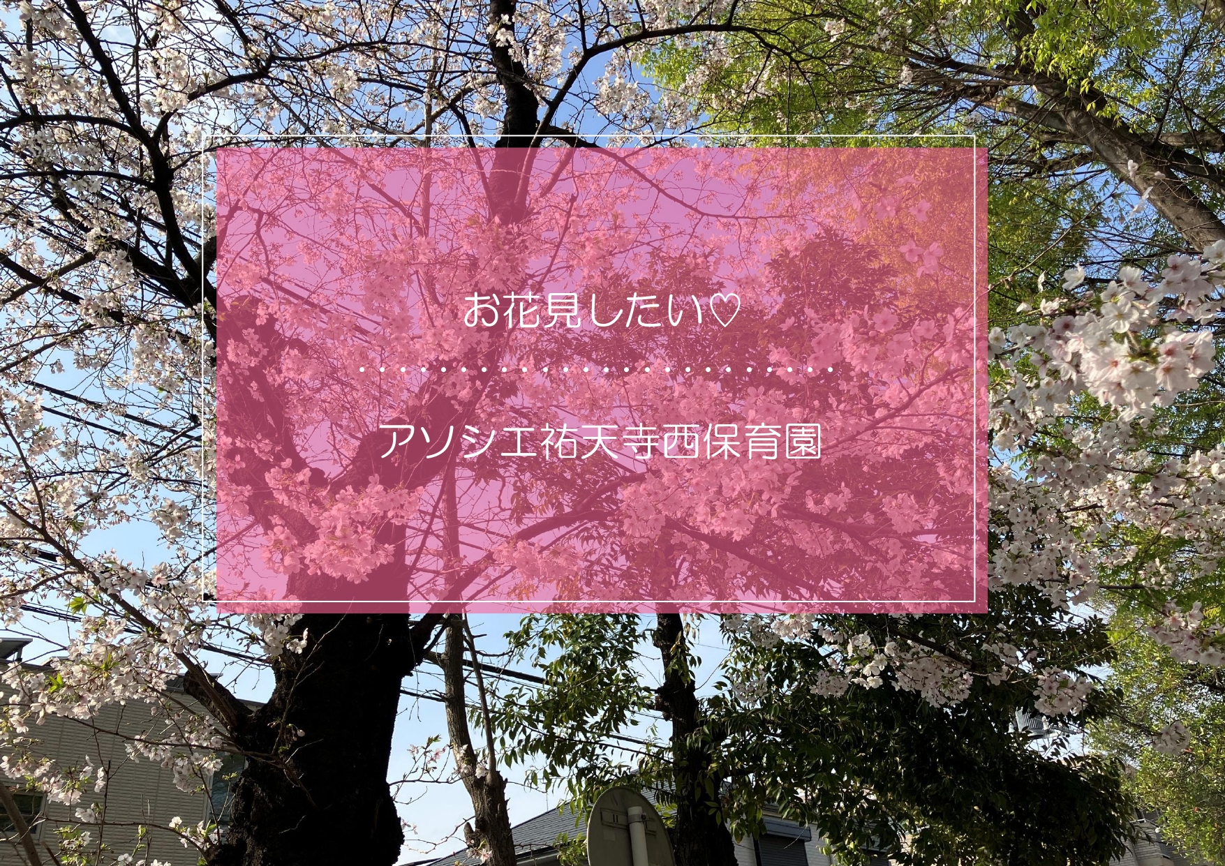 お花見がしたい♡