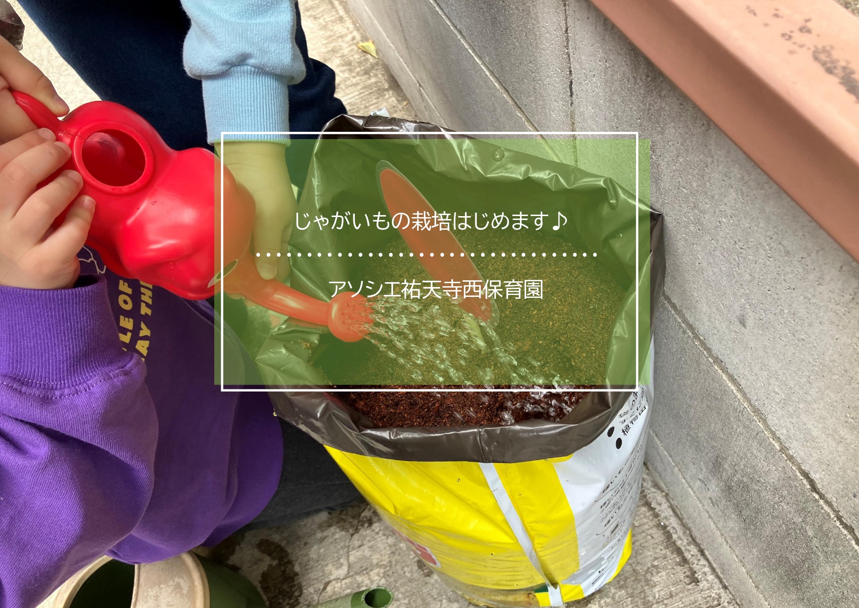 じゃがいもの栽培はじめました🥔