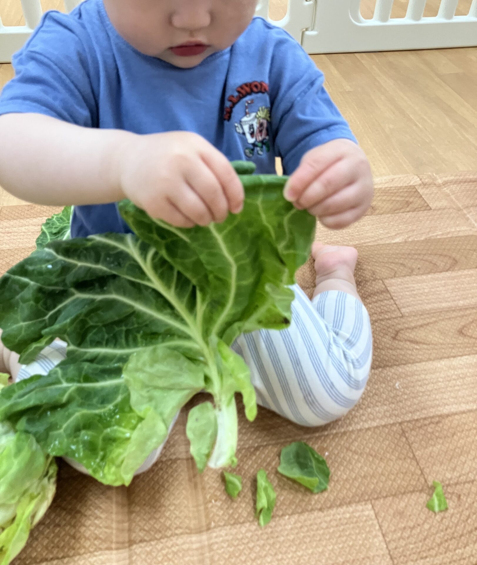 １歳児食育　キャベツを触ってみよう！