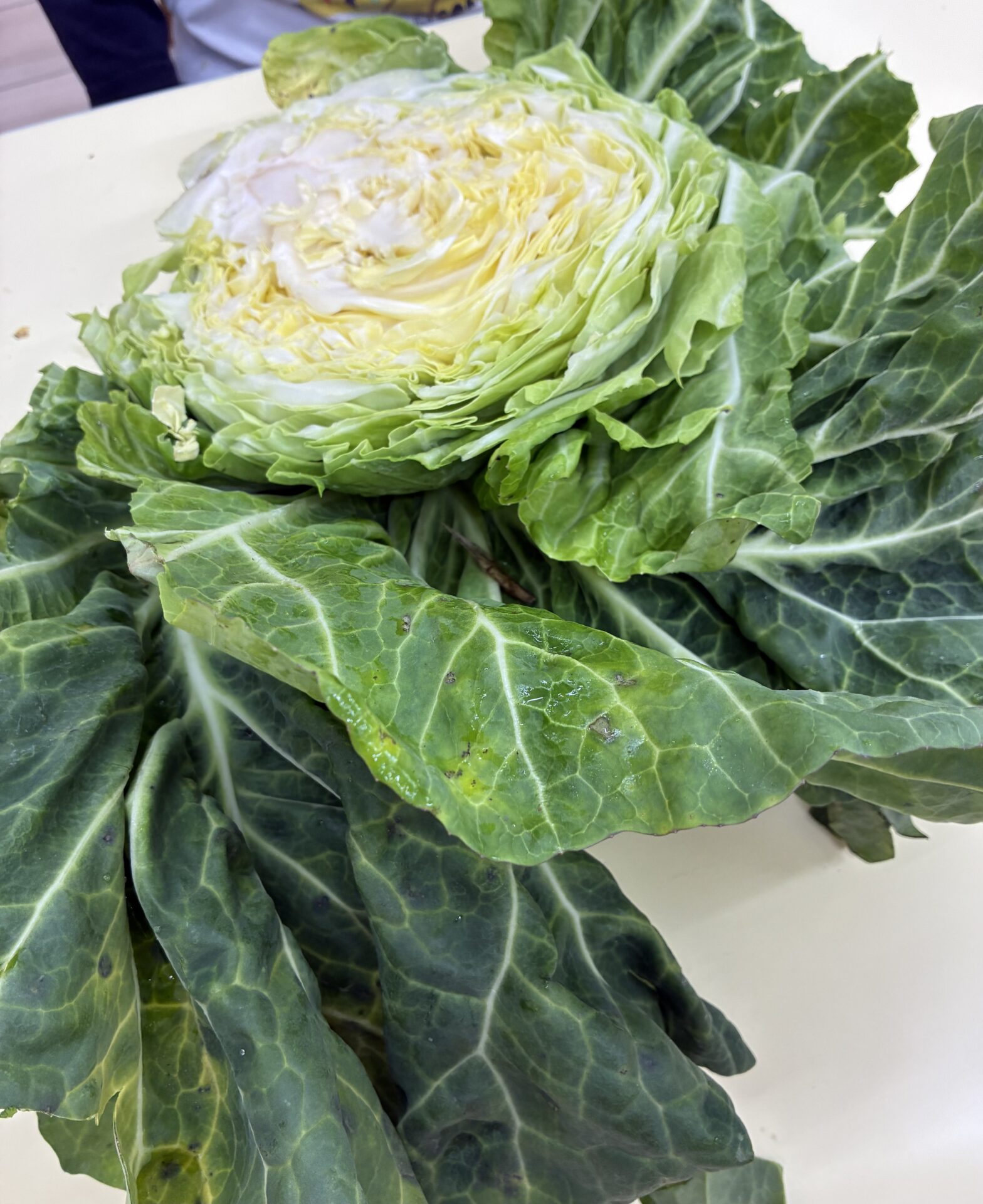 おおきなキャベツ🥬