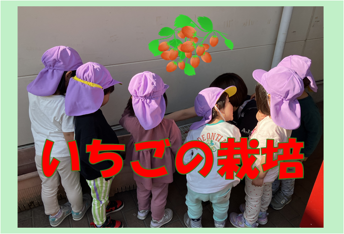⁂いちごの栽培、はじめました！！🍓