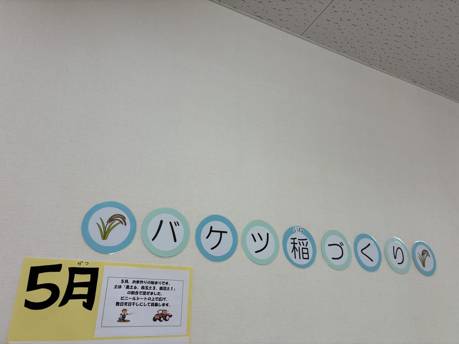 バケツ稲づくりに挑戦します！